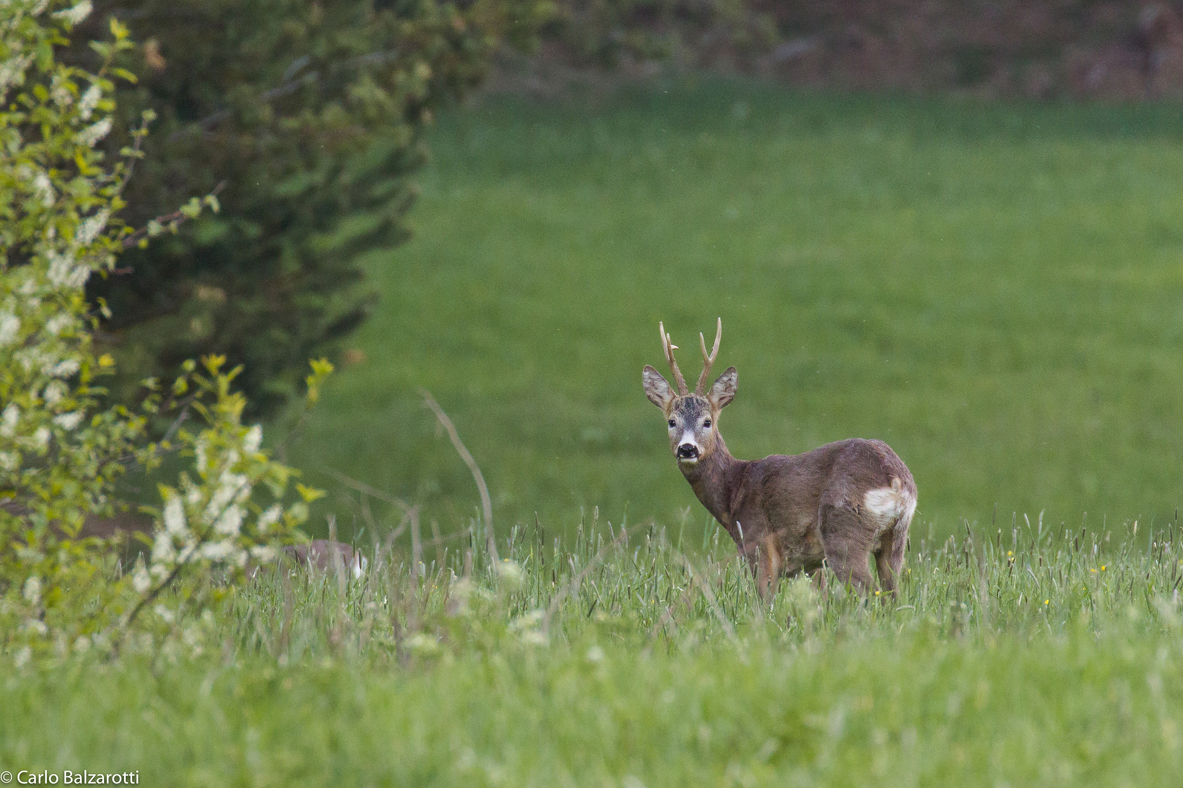 Capriolo maschio adulto