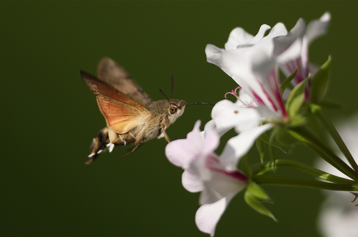 da piccolo lo chiamavo