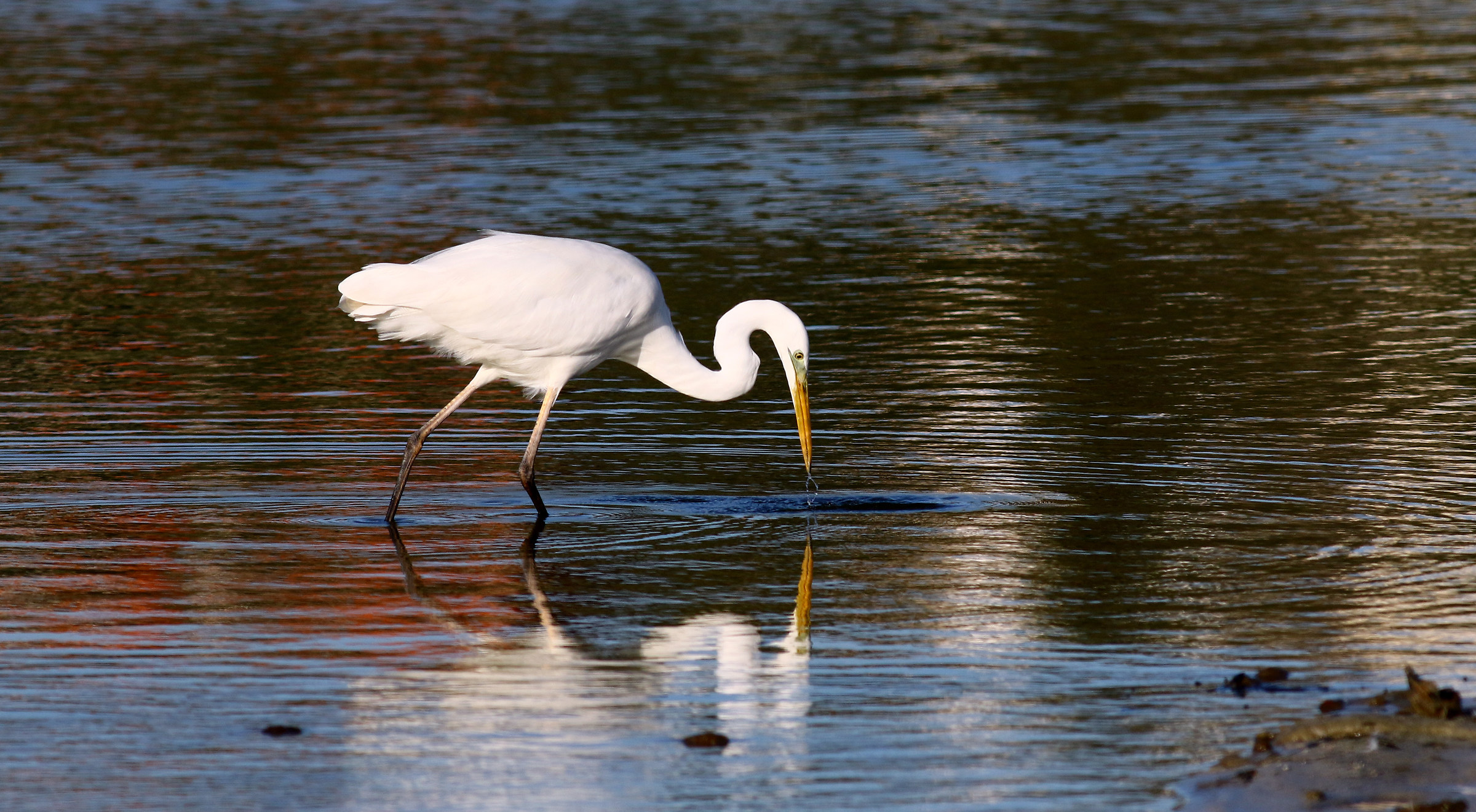 White Heron.