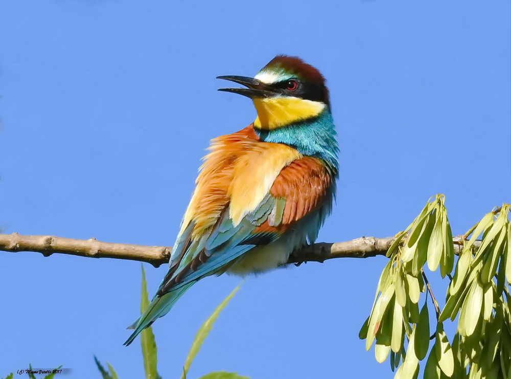 Bee eater