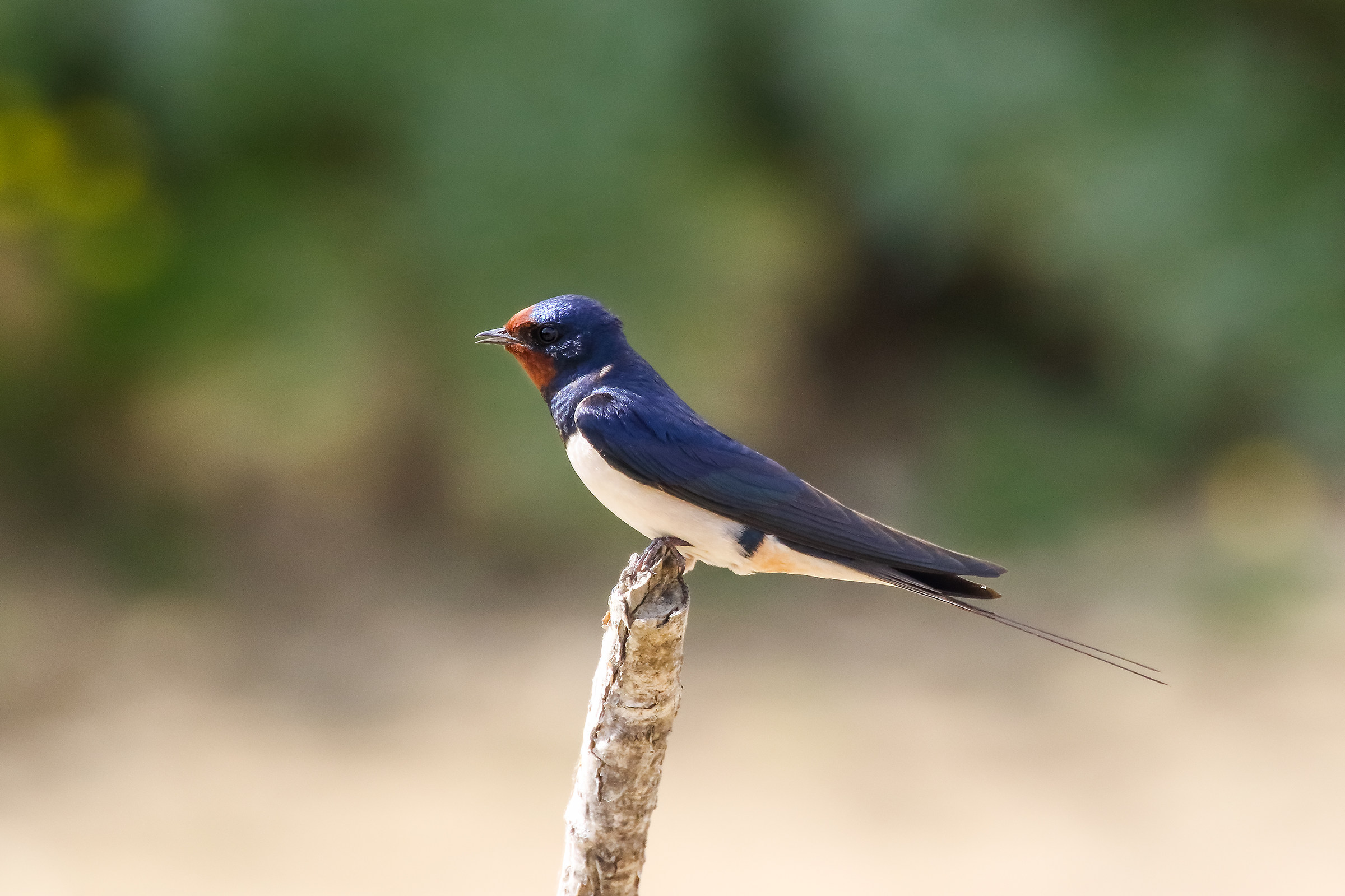 Swallow at rest