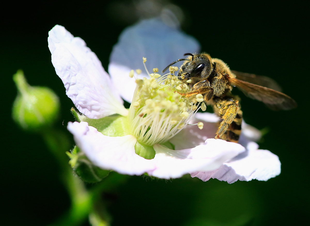 Bee on blackberry flower
