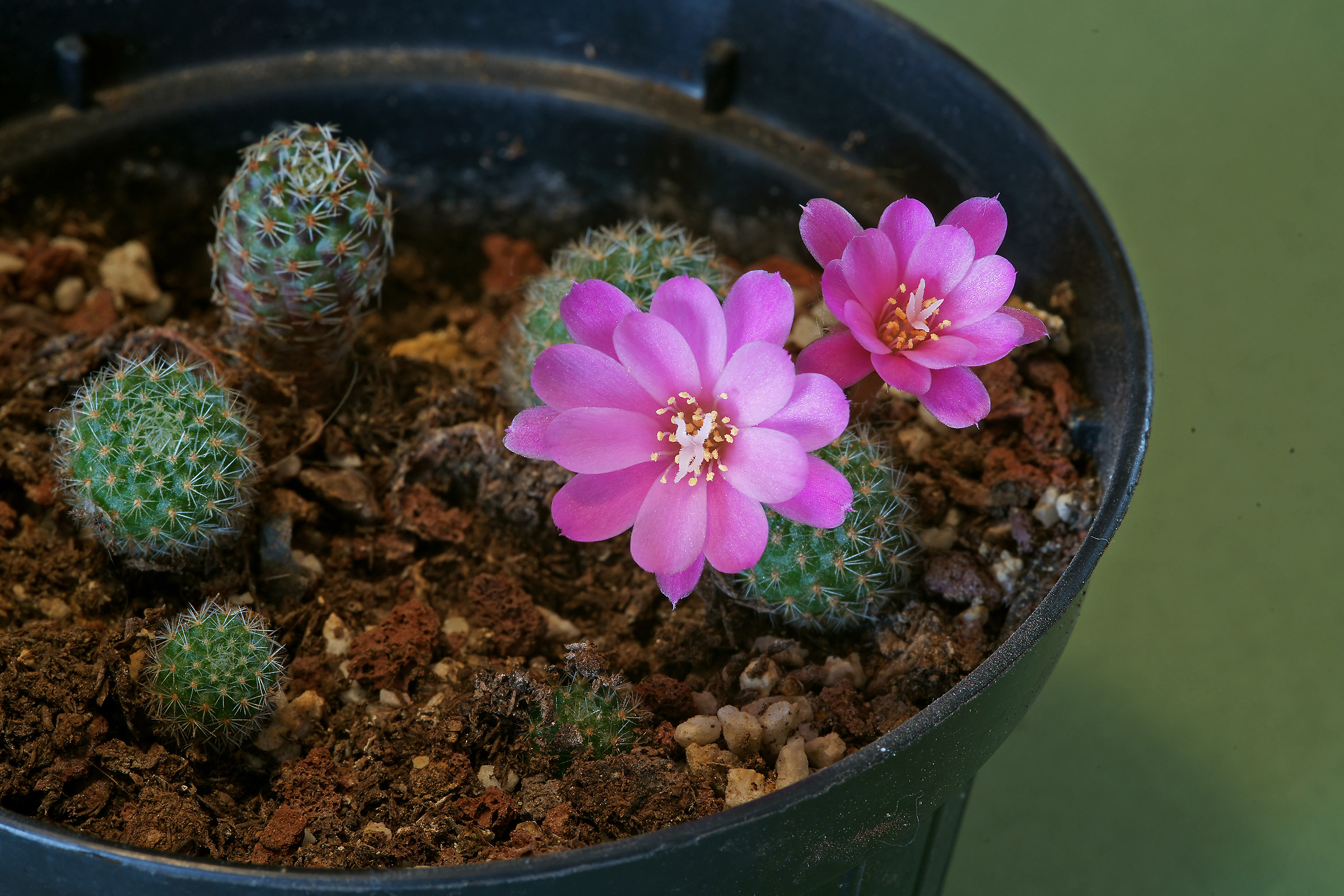 Flower rebutia