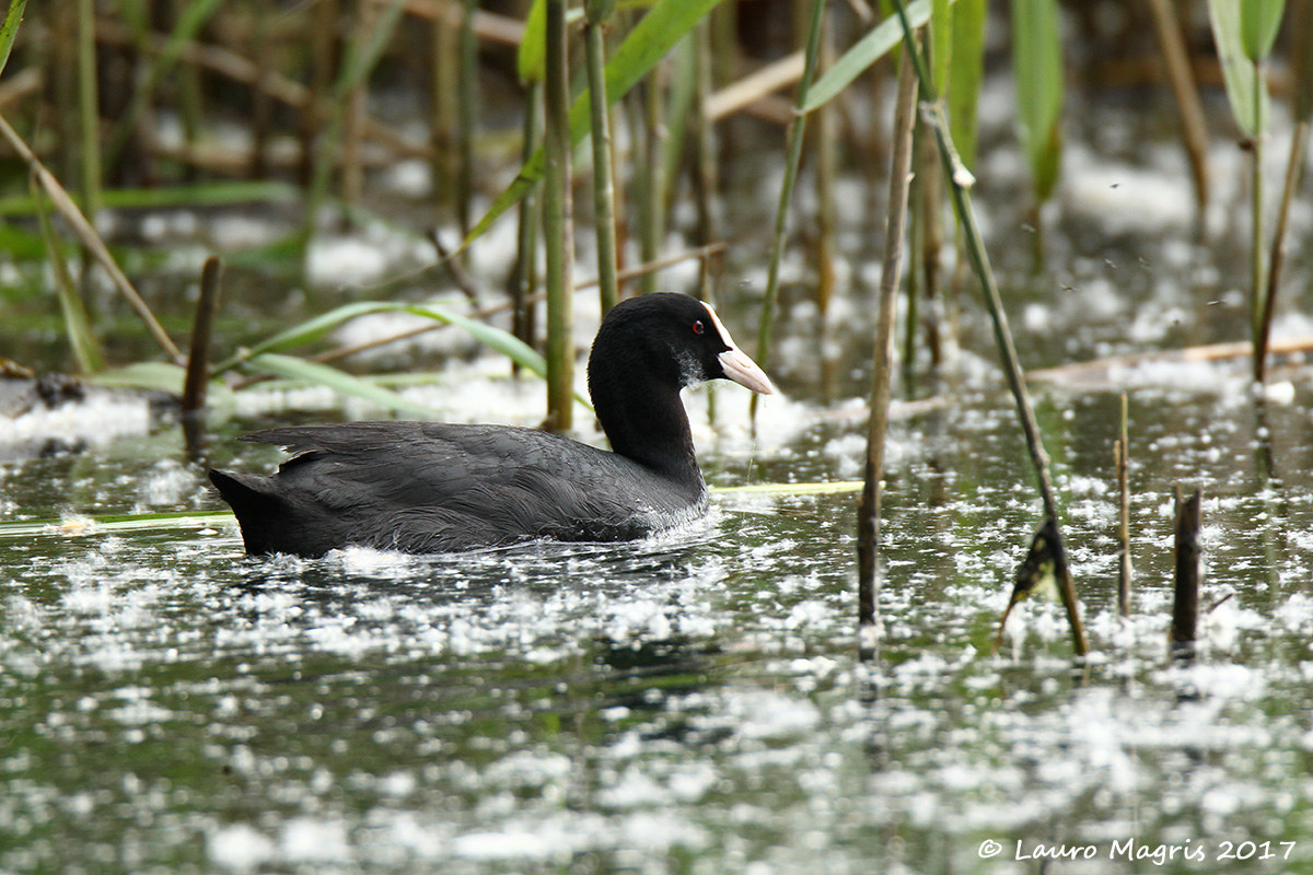 Beat it with a beard