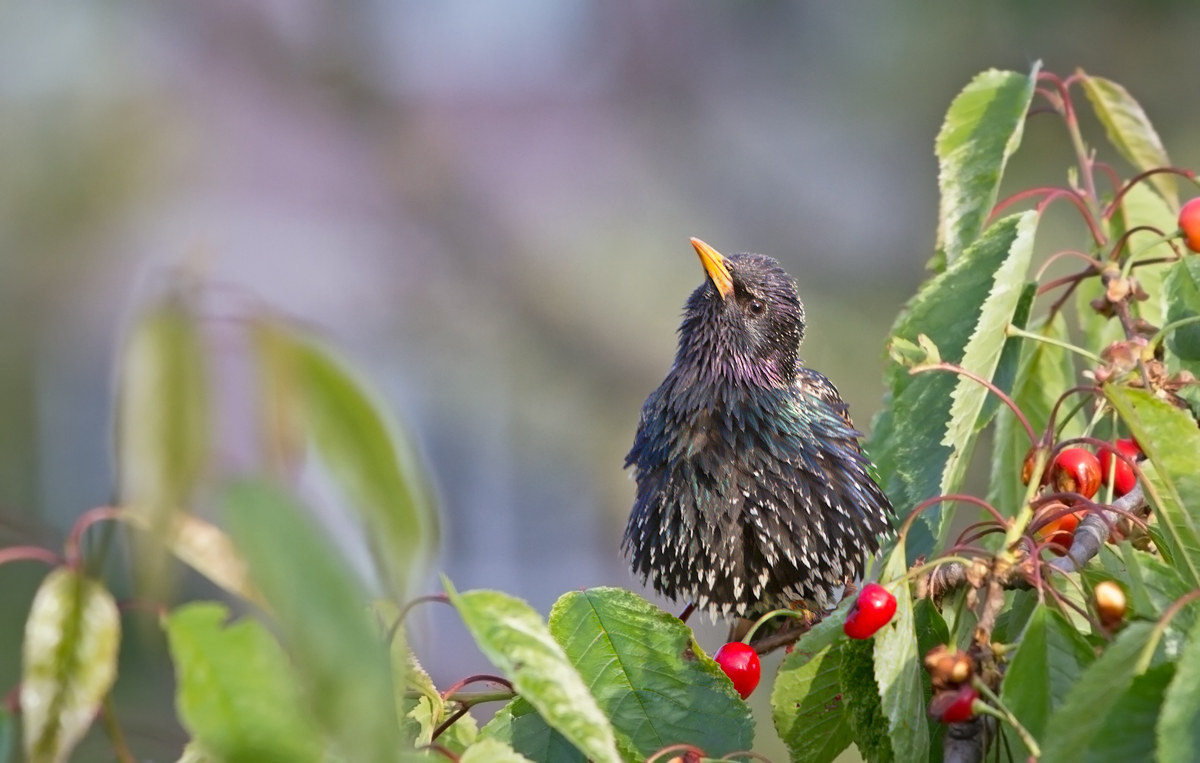 Sturnus vulgaris