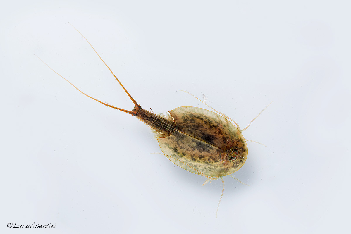 Triops cancriformis