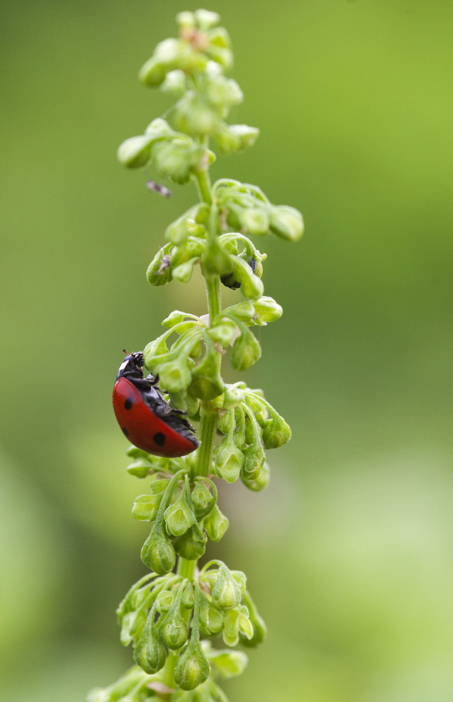 coccinella