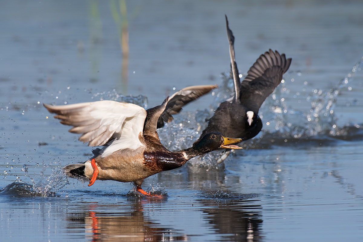 Real Germano on the run