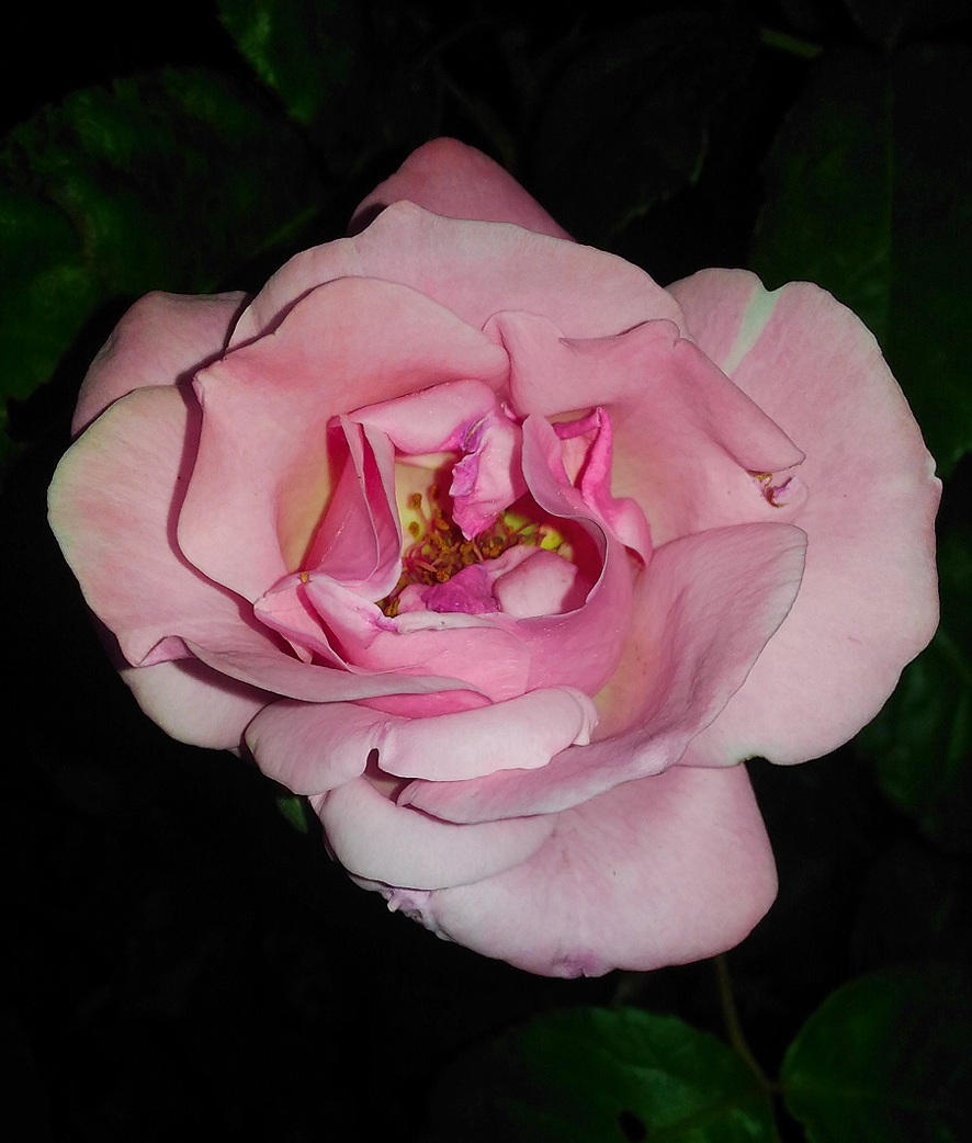 rose notturne