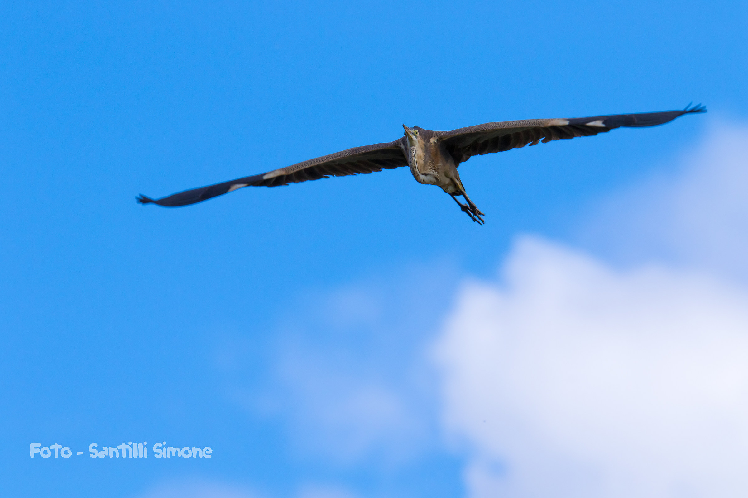 Red Heron in majestic flight