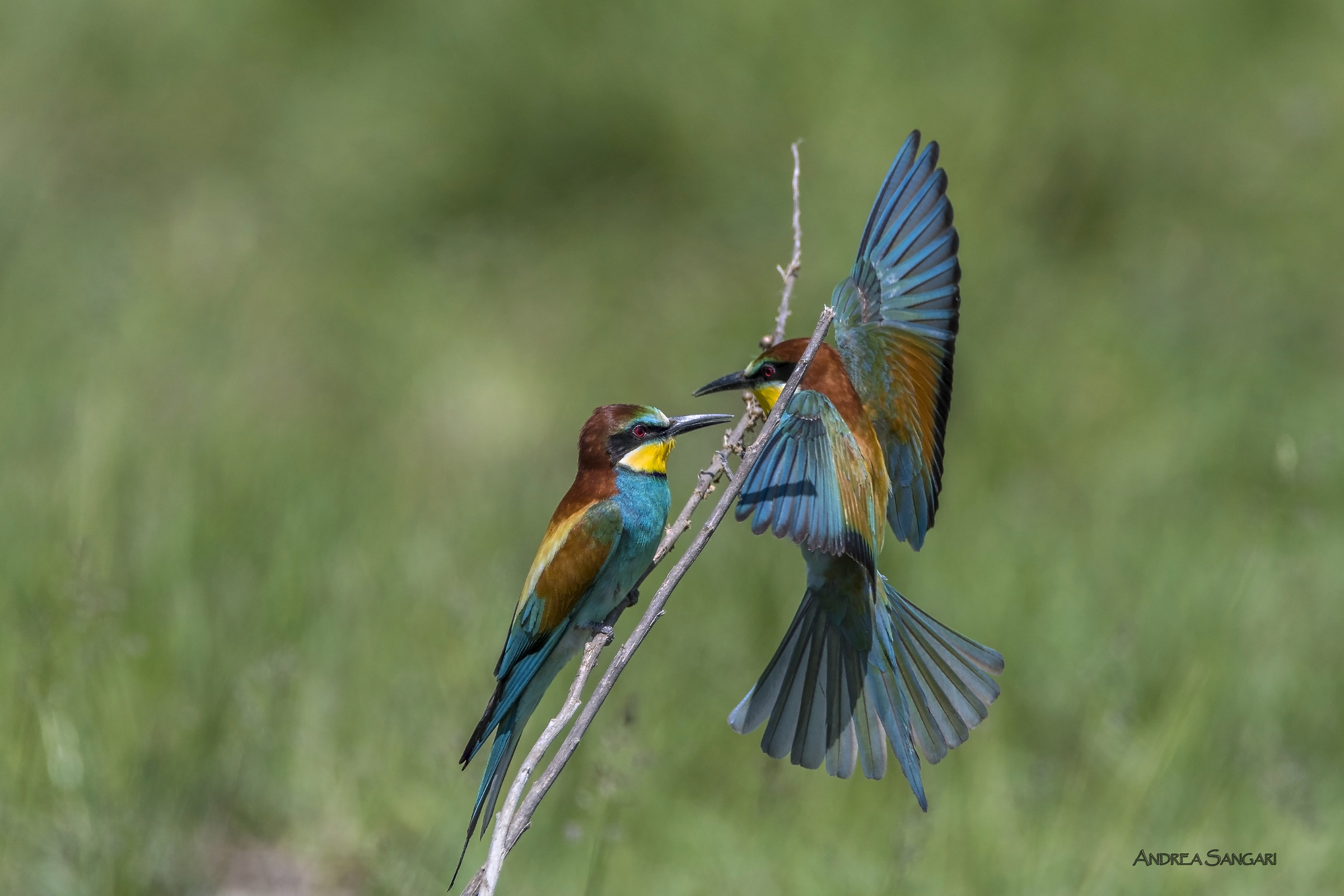 L'arrivo del gruccione