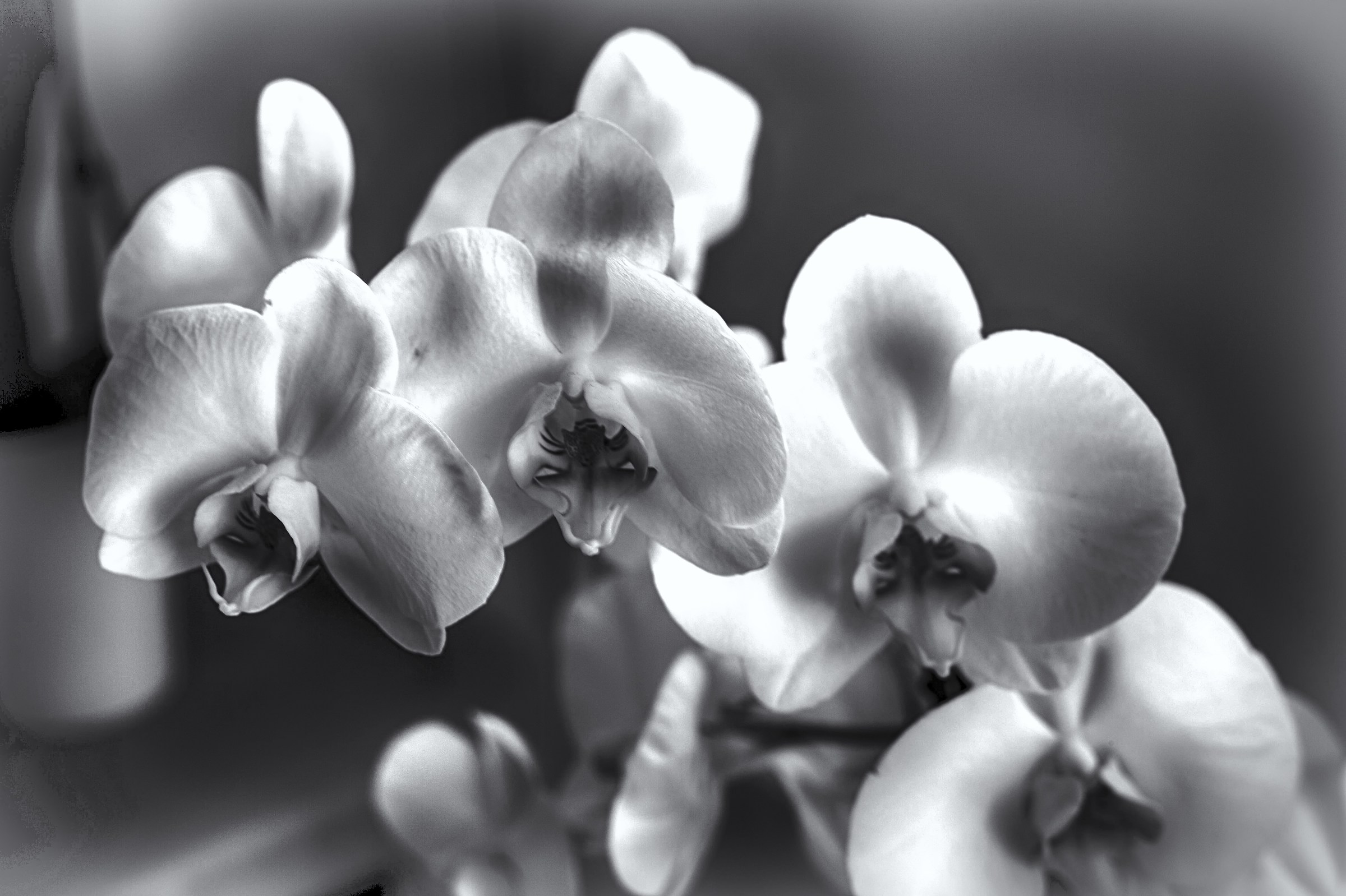 Orchid B & W 1