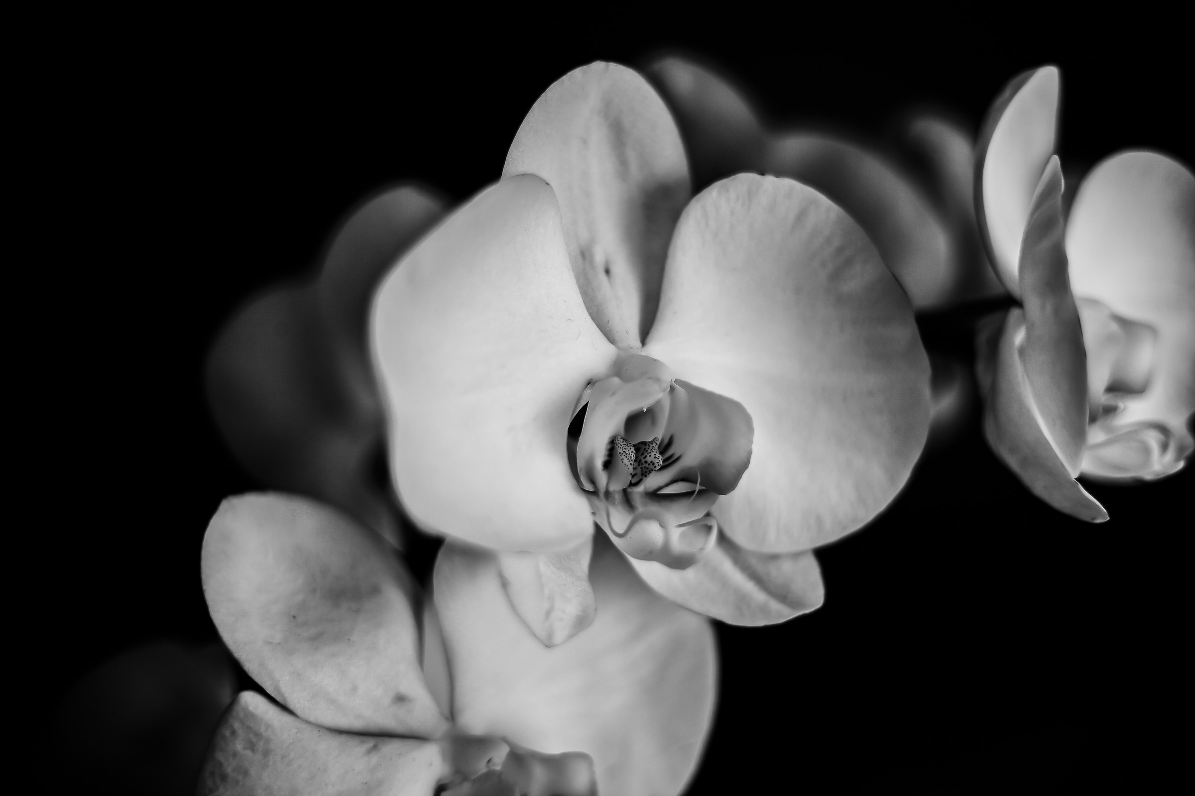 Orchid B & W 2