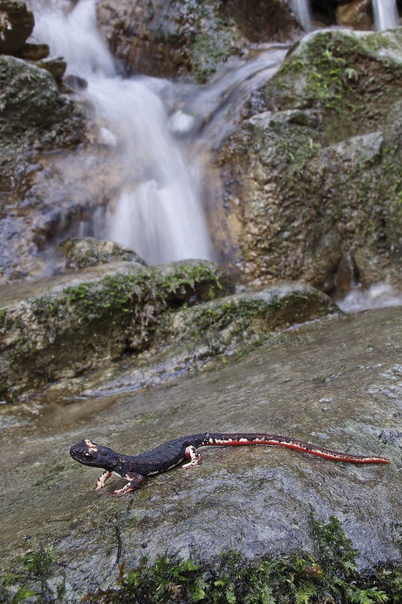 Salamandrina dagli occhiali