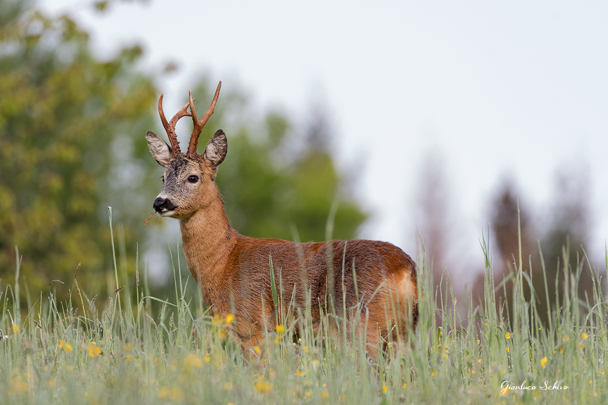 The roe deer
