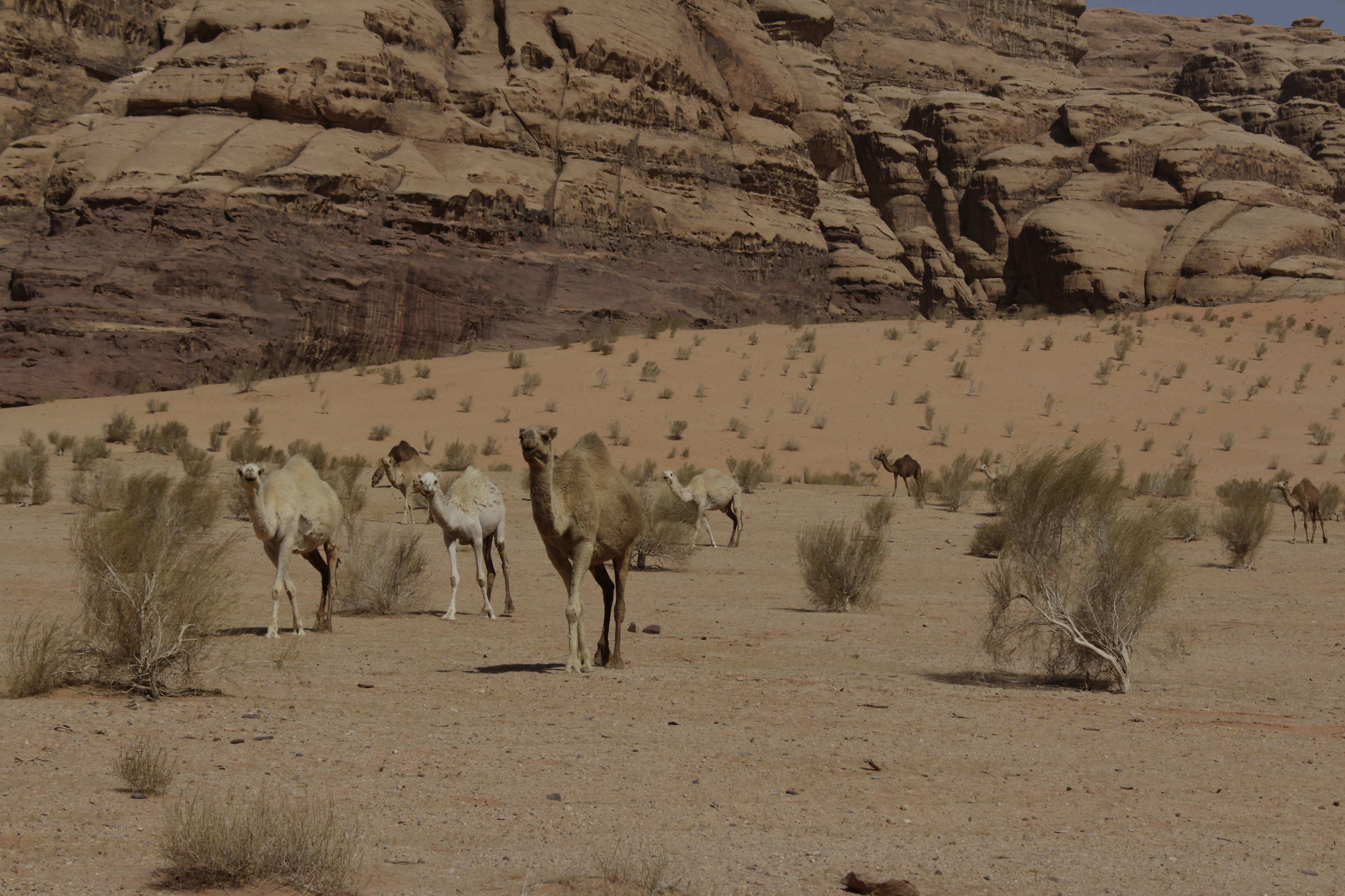 Dromedari in libertà