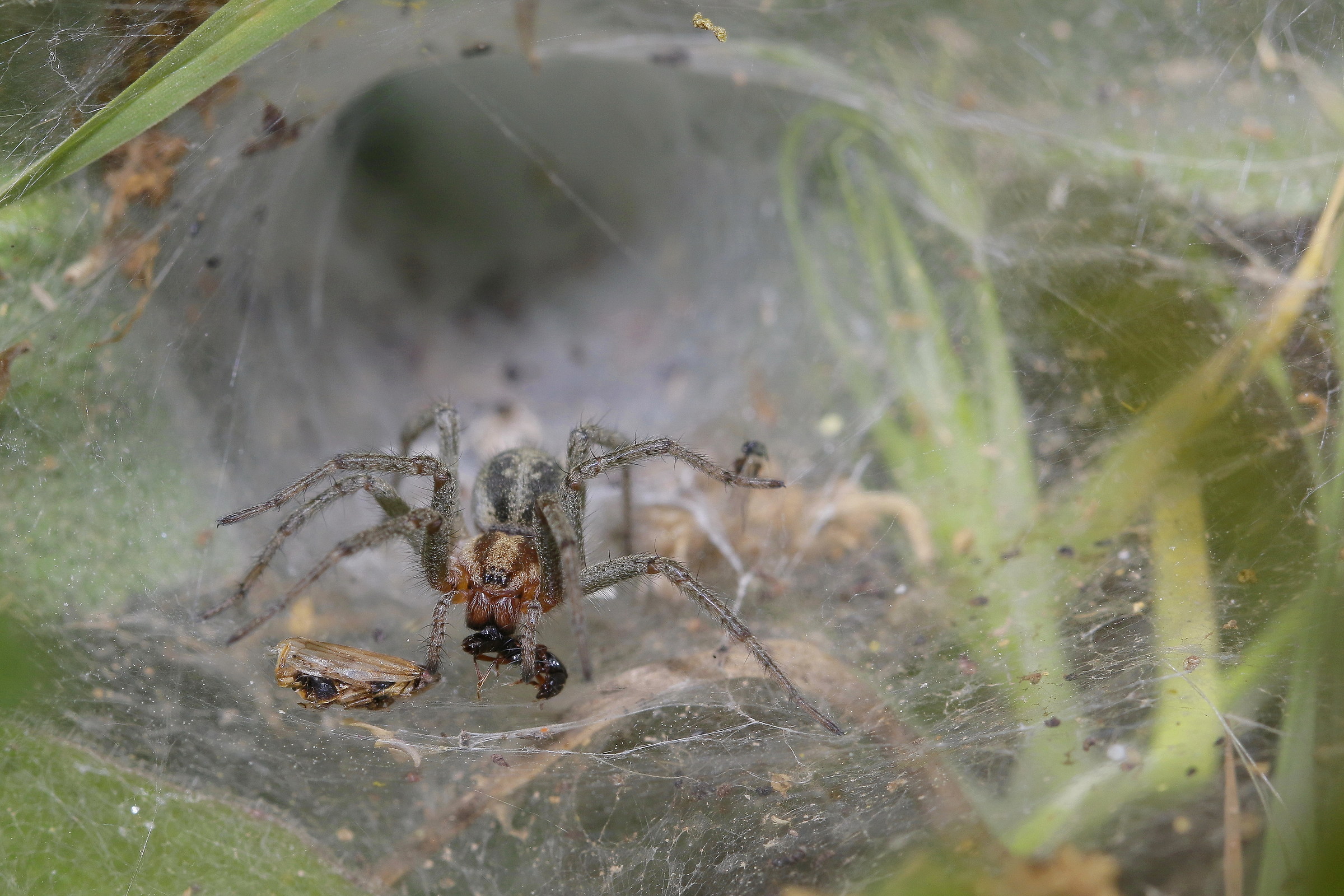 "Agelena labirinthica" con preda
