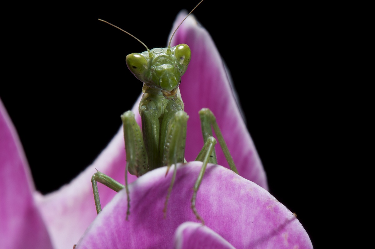 mantis