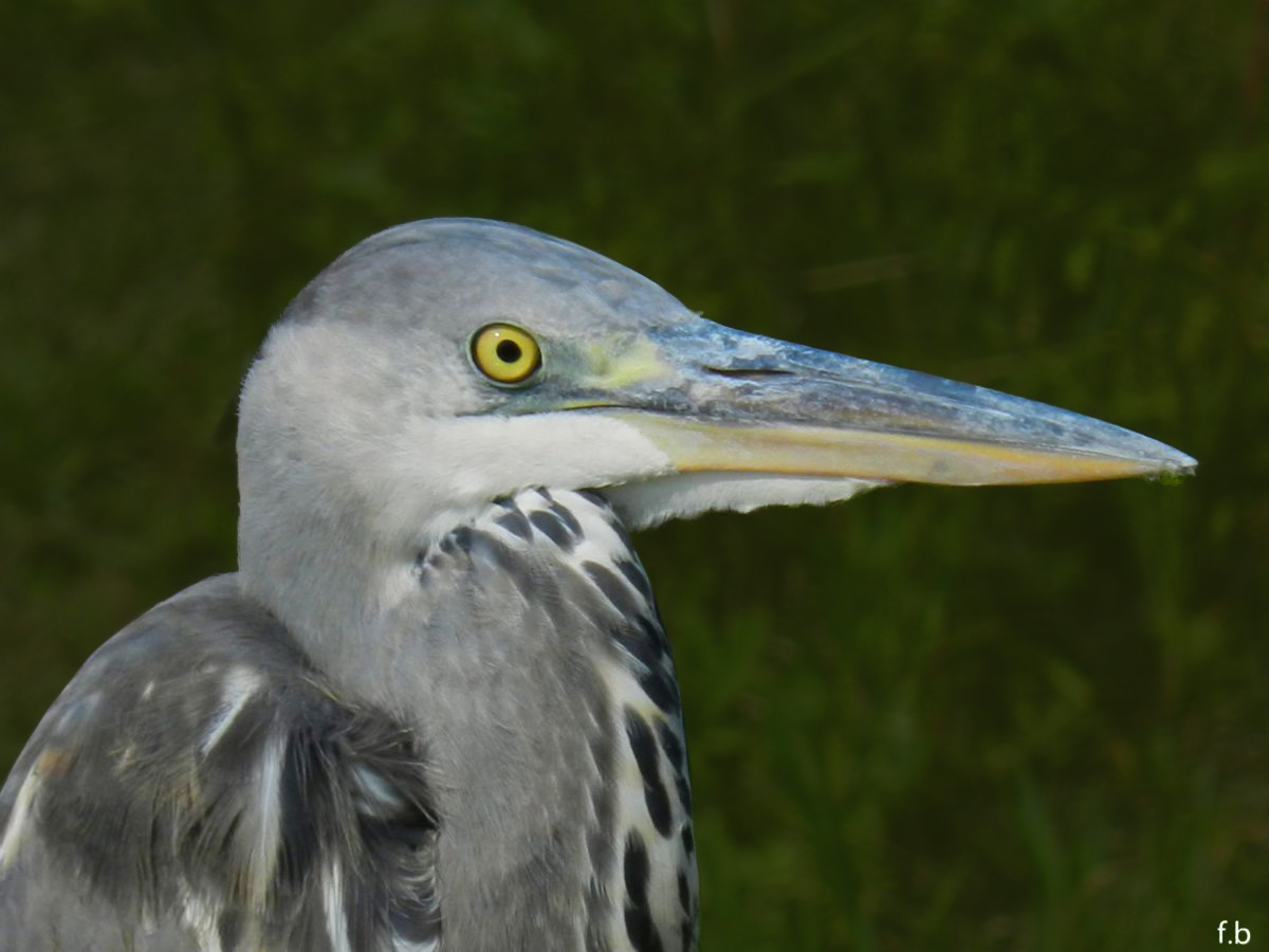 ritratto di cenerino