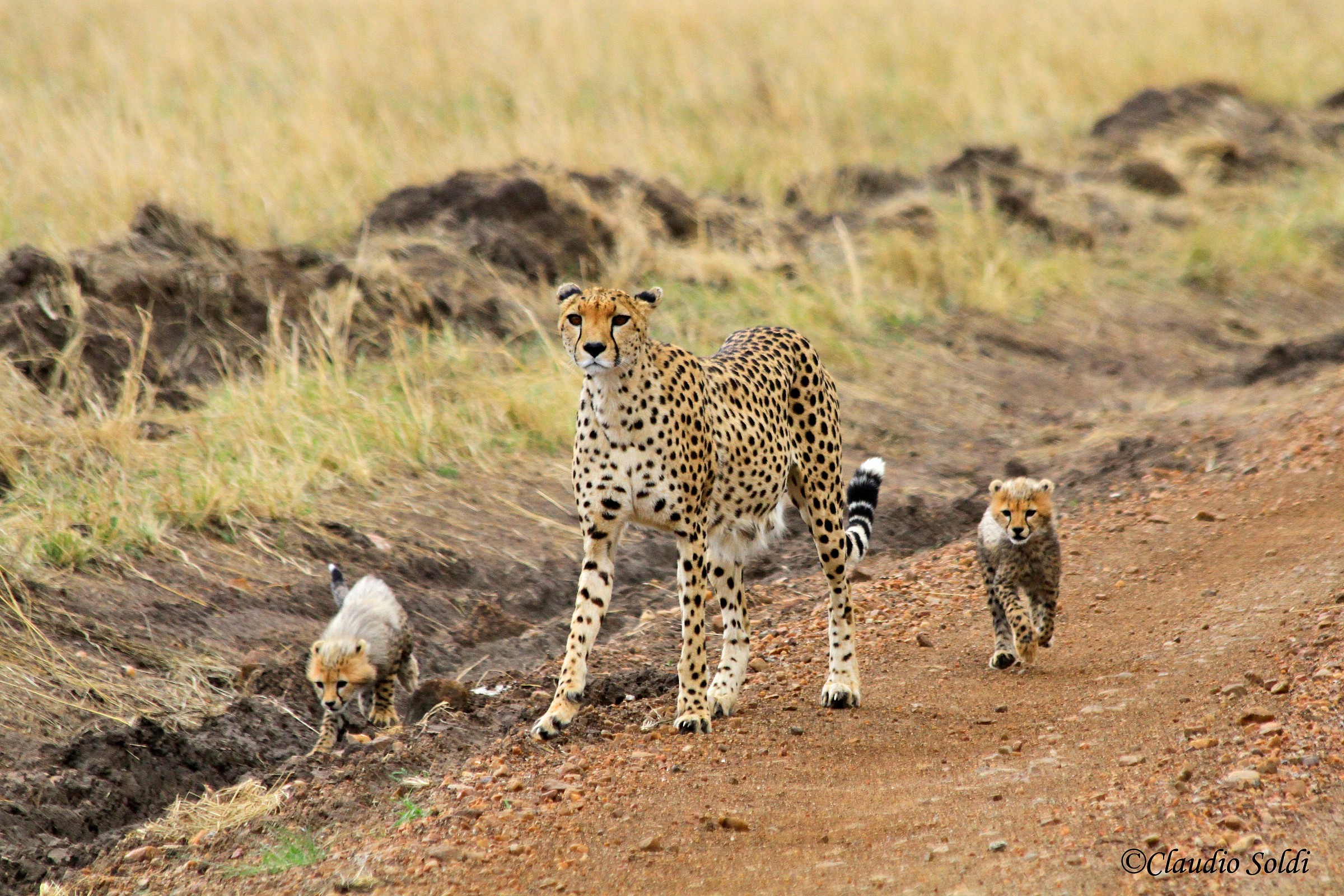 Cheetah with cubs