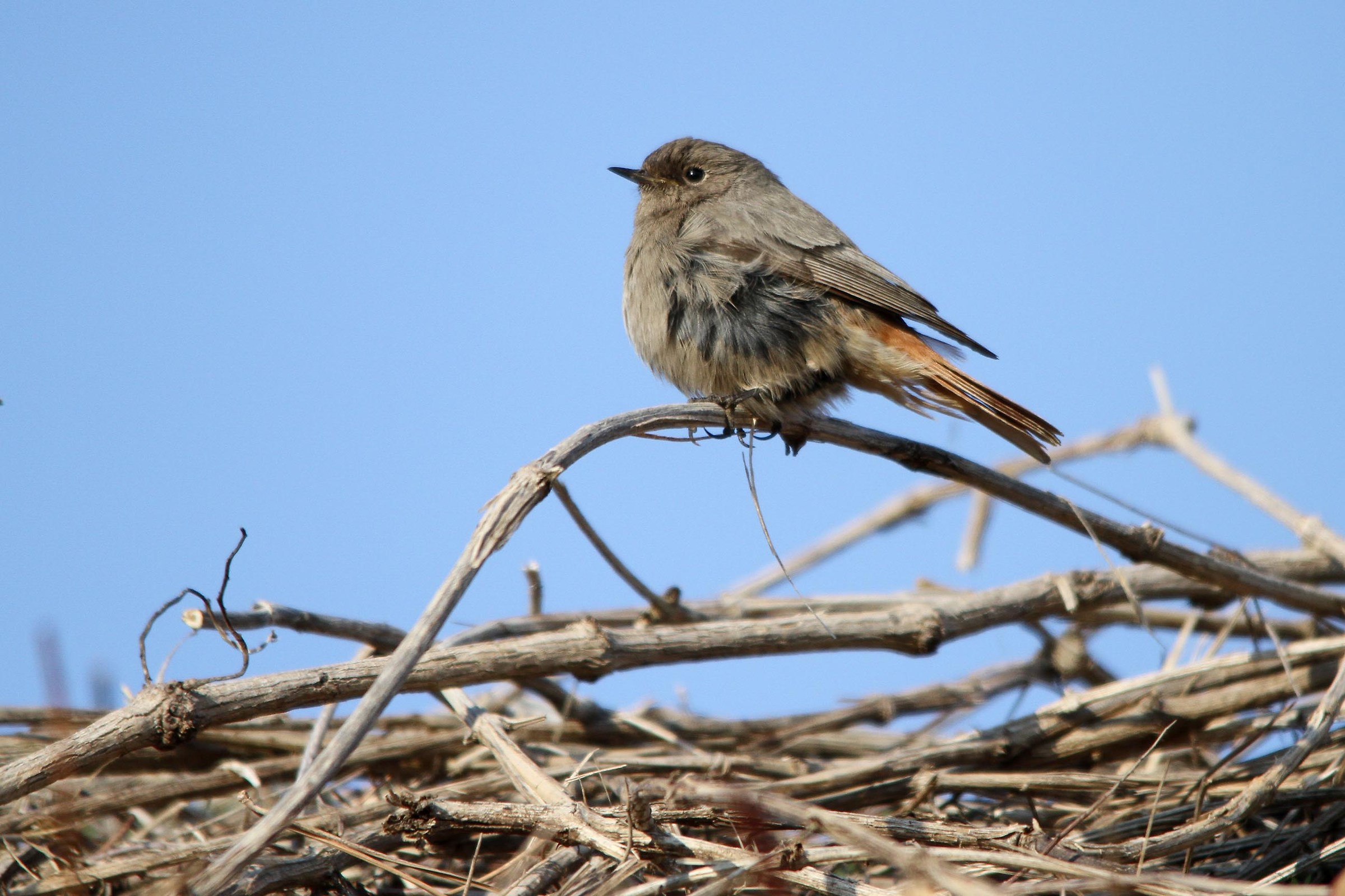 Redstart