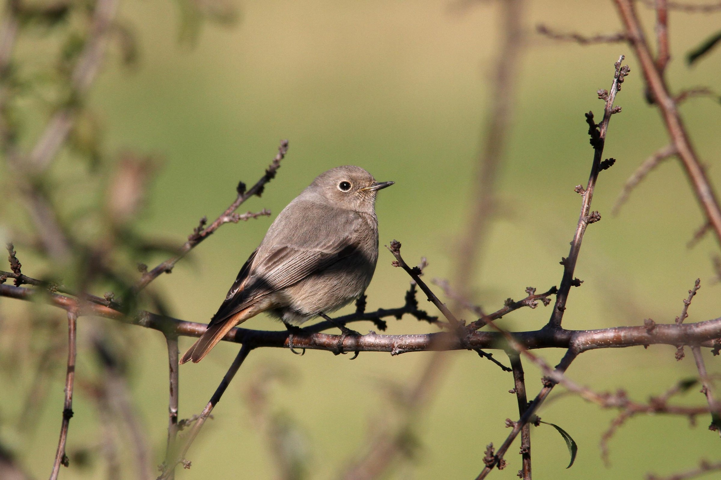 redstart