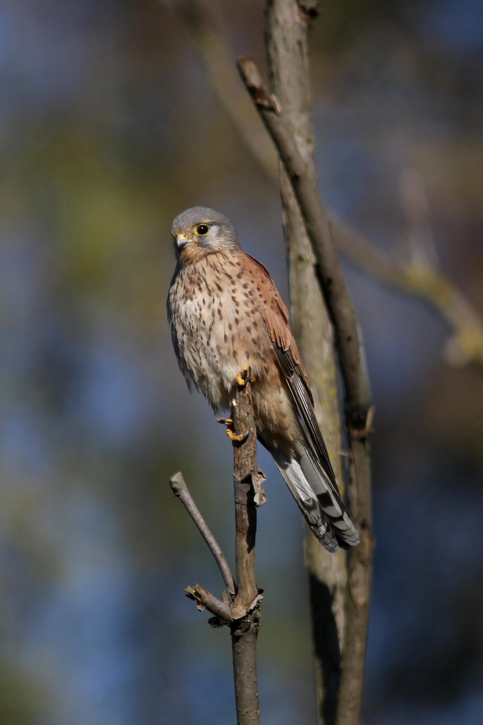kestrel