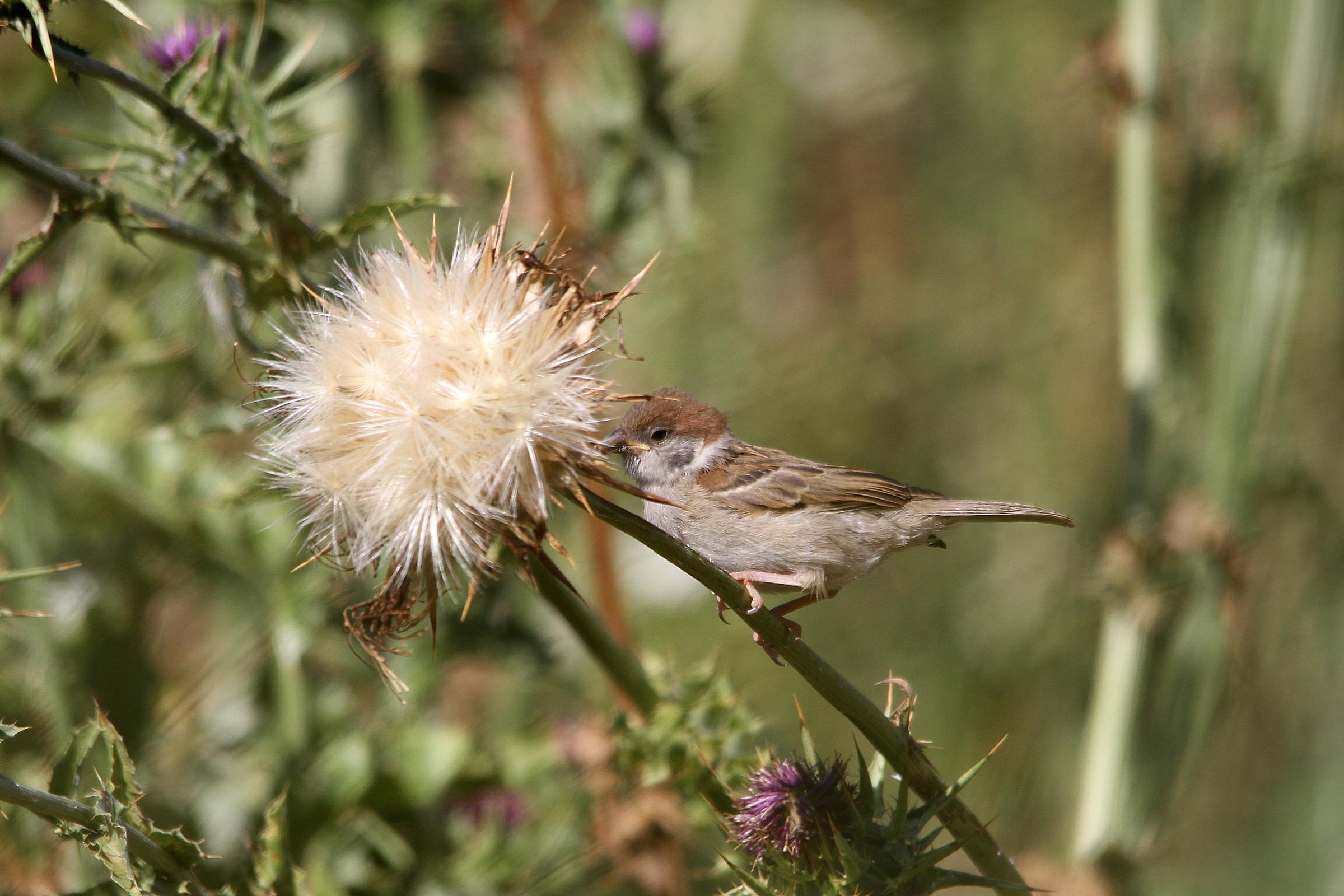 Sparrow chick