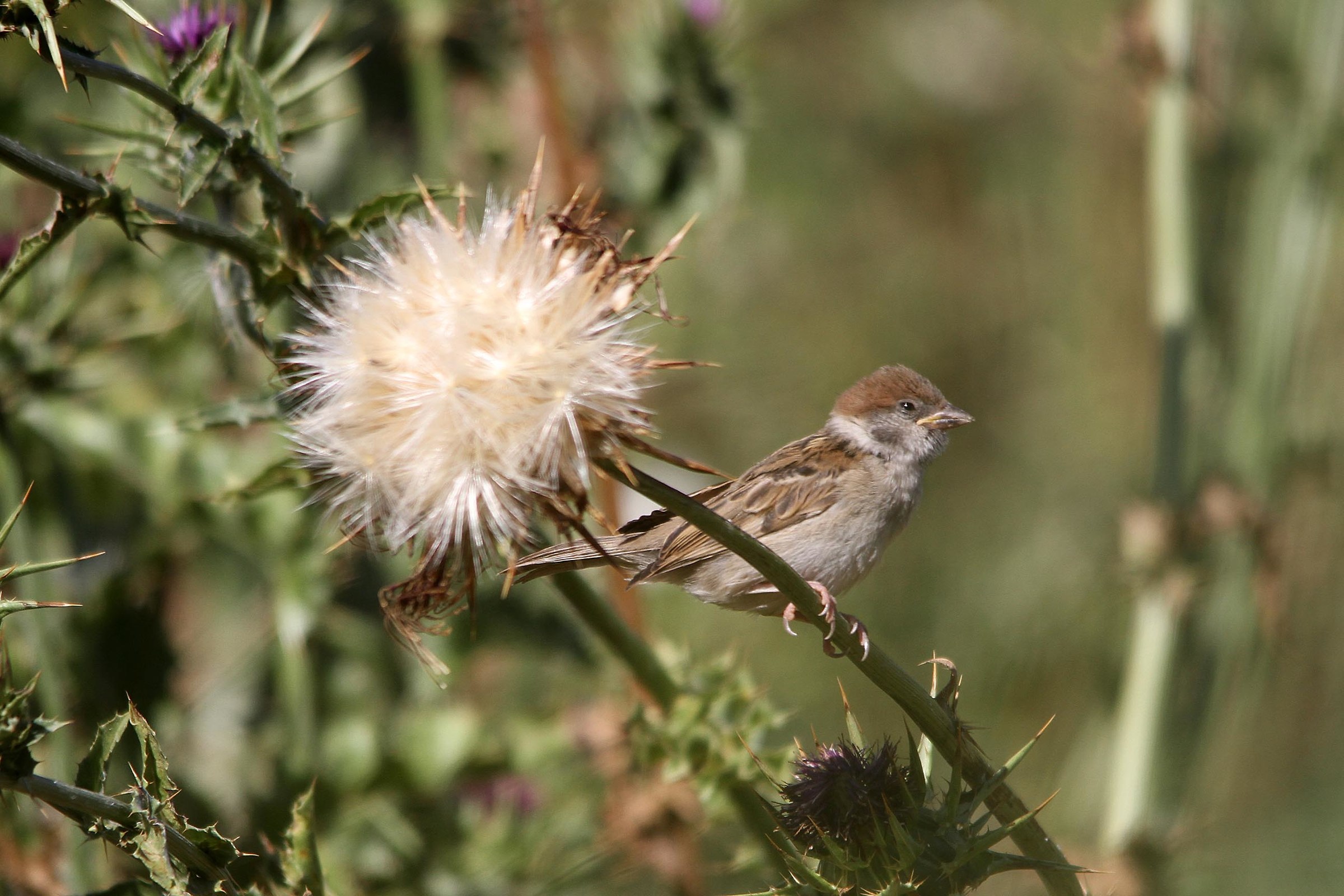 Sparrow chick