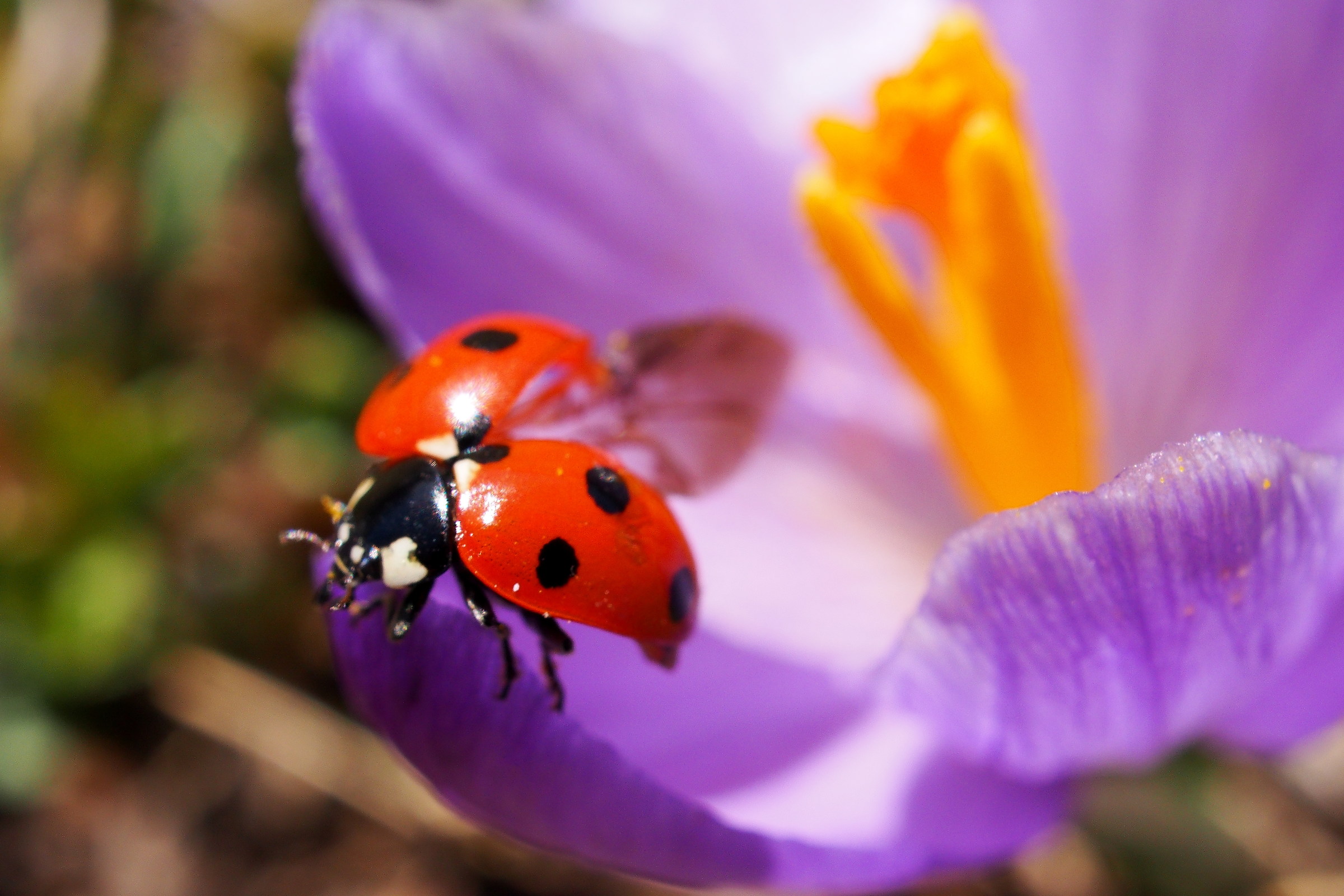 Nature in high mountain