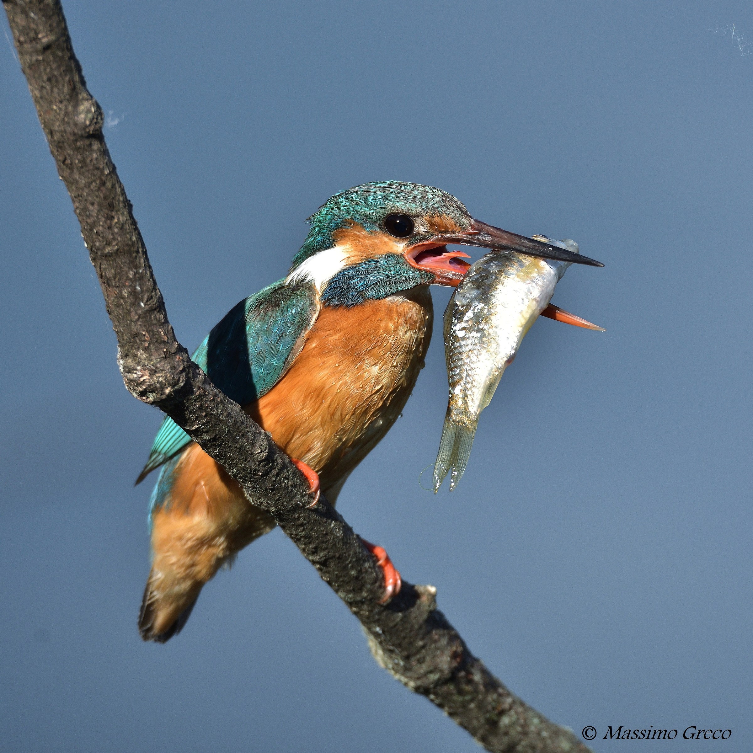 The great prey of Martino