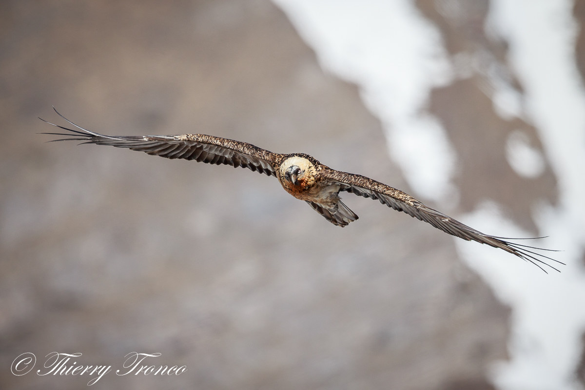 E'un uccello?E'un aereo?No,e'il gipeto!