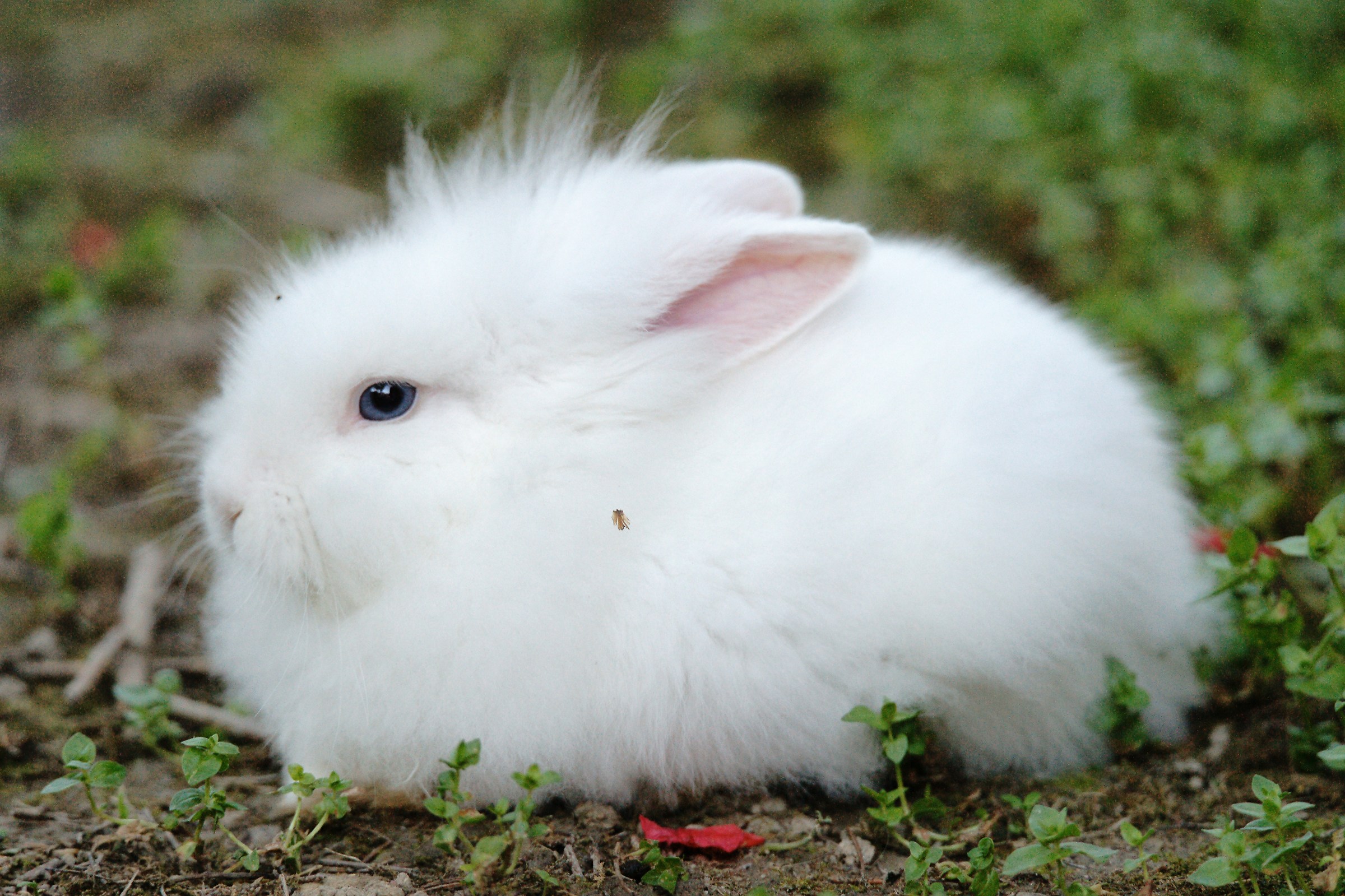 Blue eye in the white