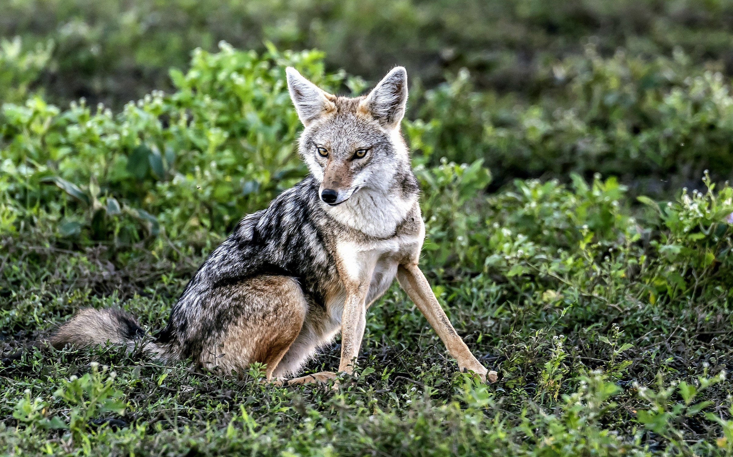 Tanzania 2017 - Sciacallo