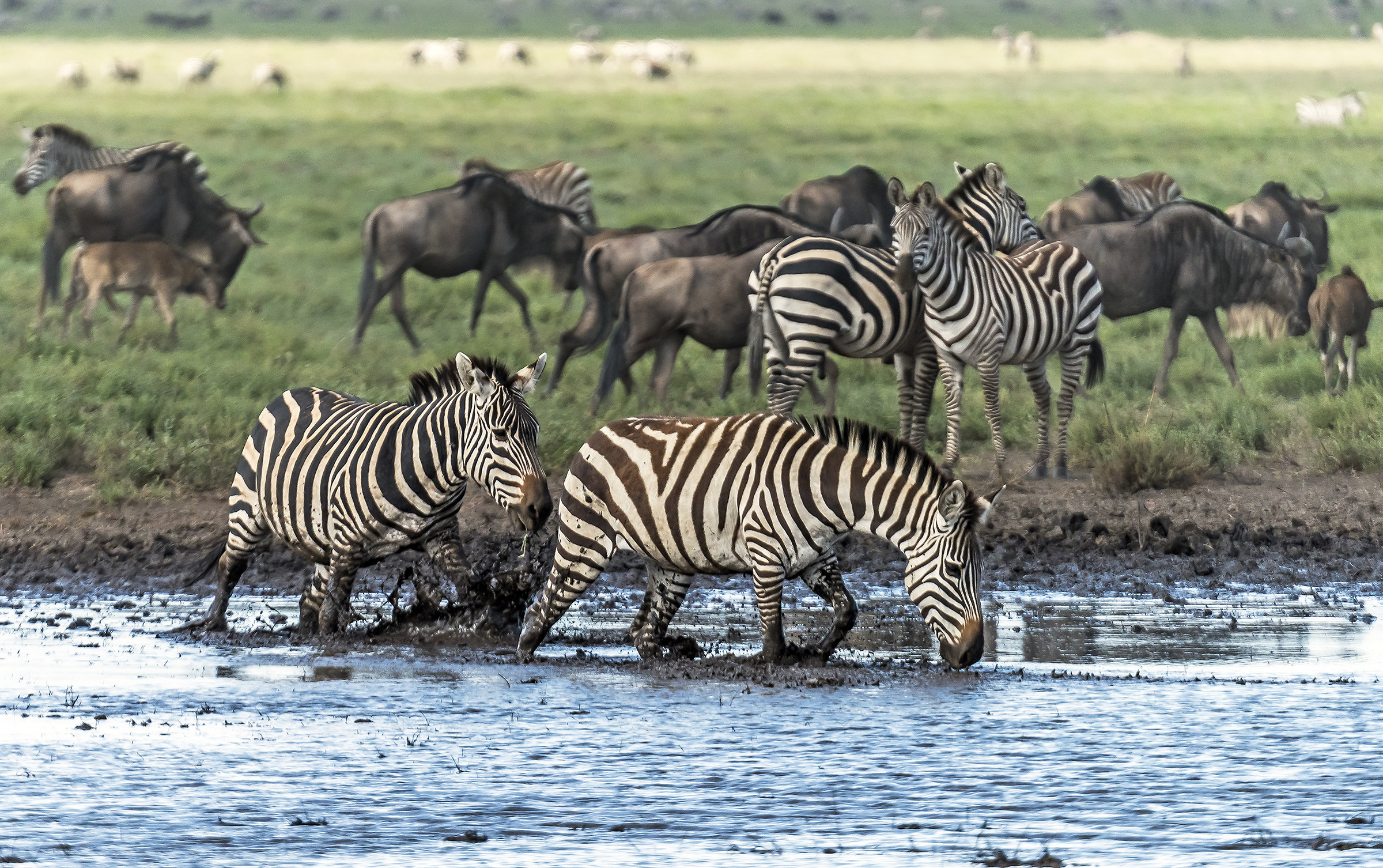 Tanzania 2017 - Zebras