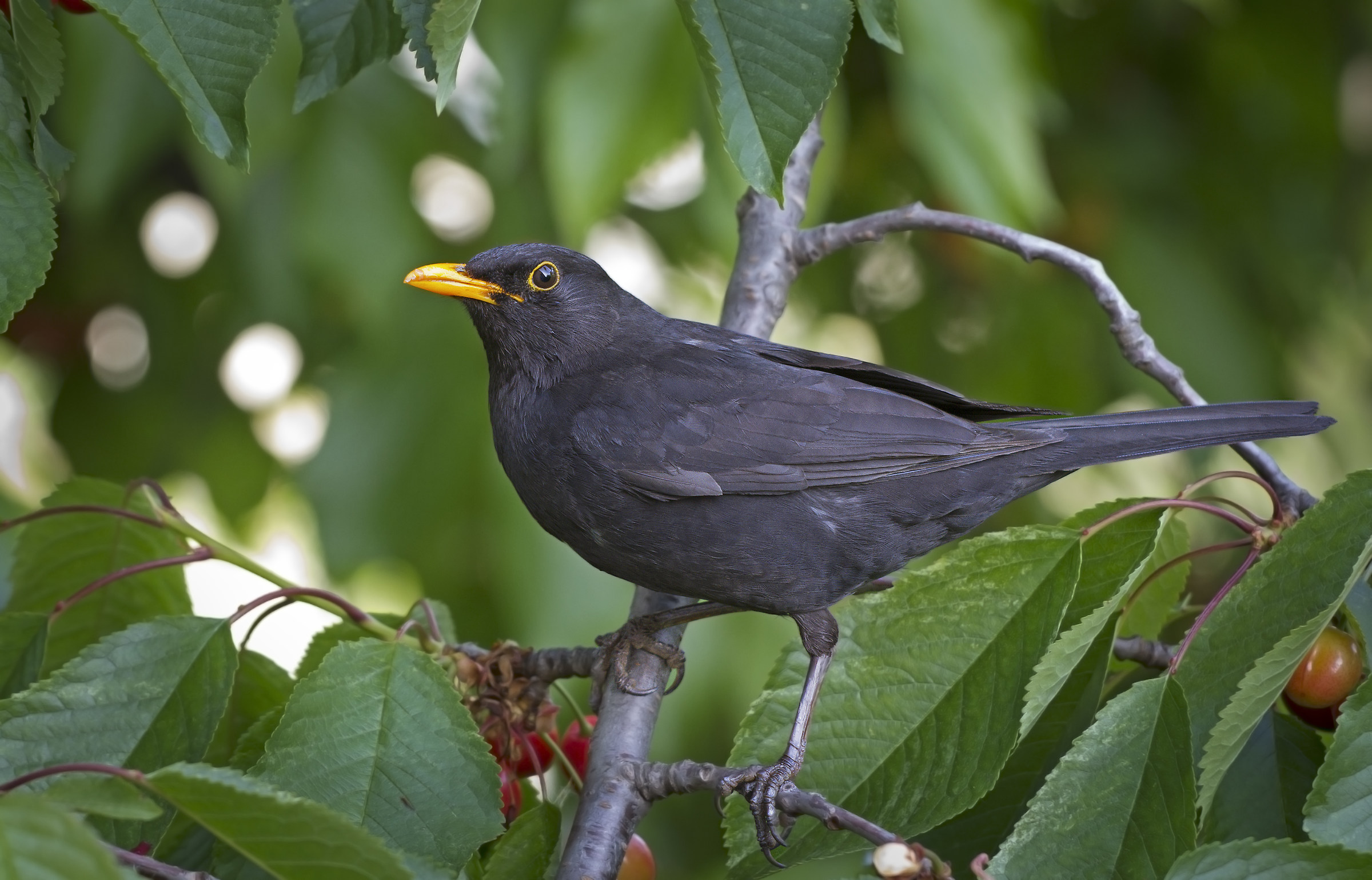 Common blackbird