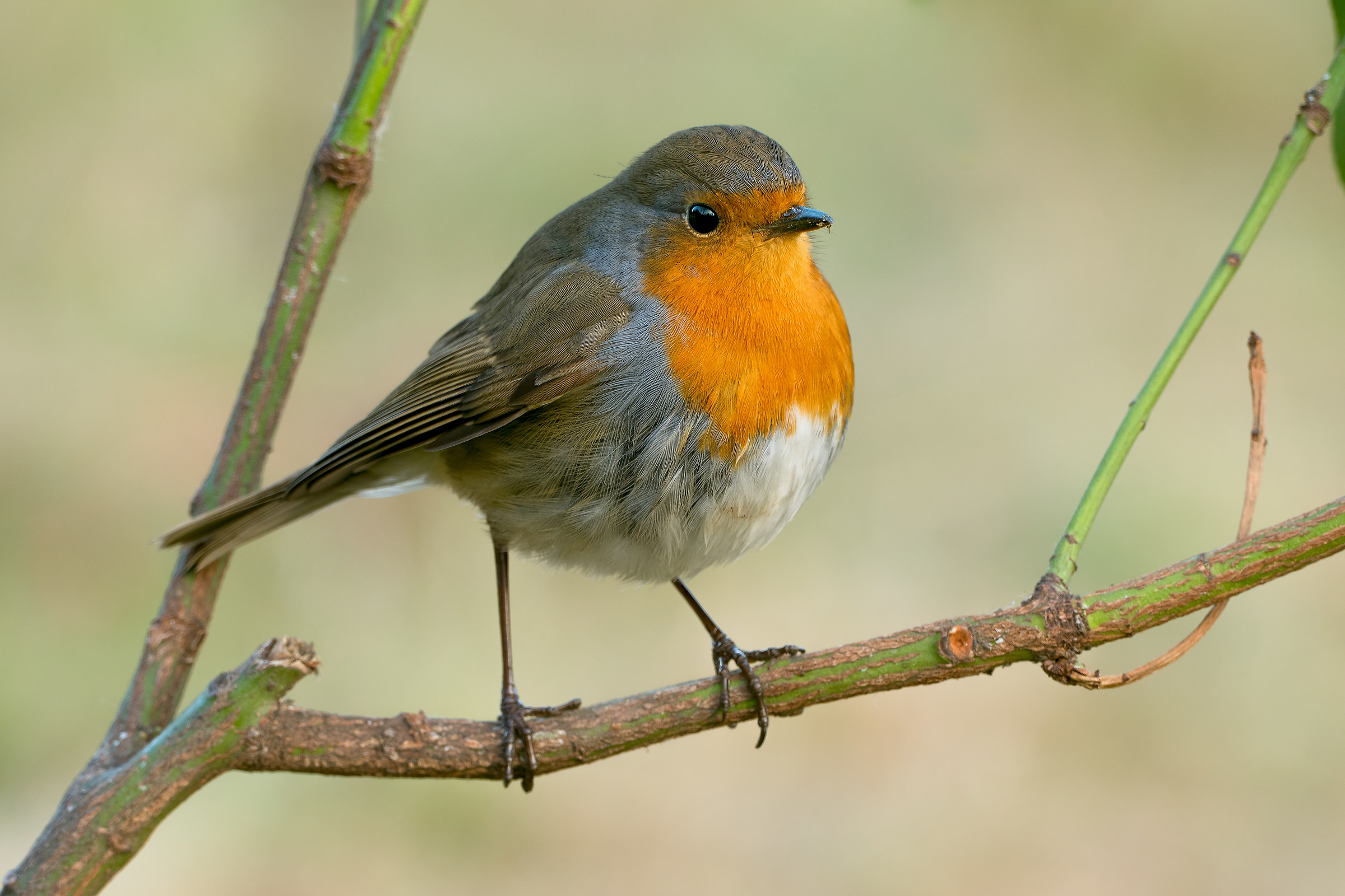 Pettirosso a dimensione nativa