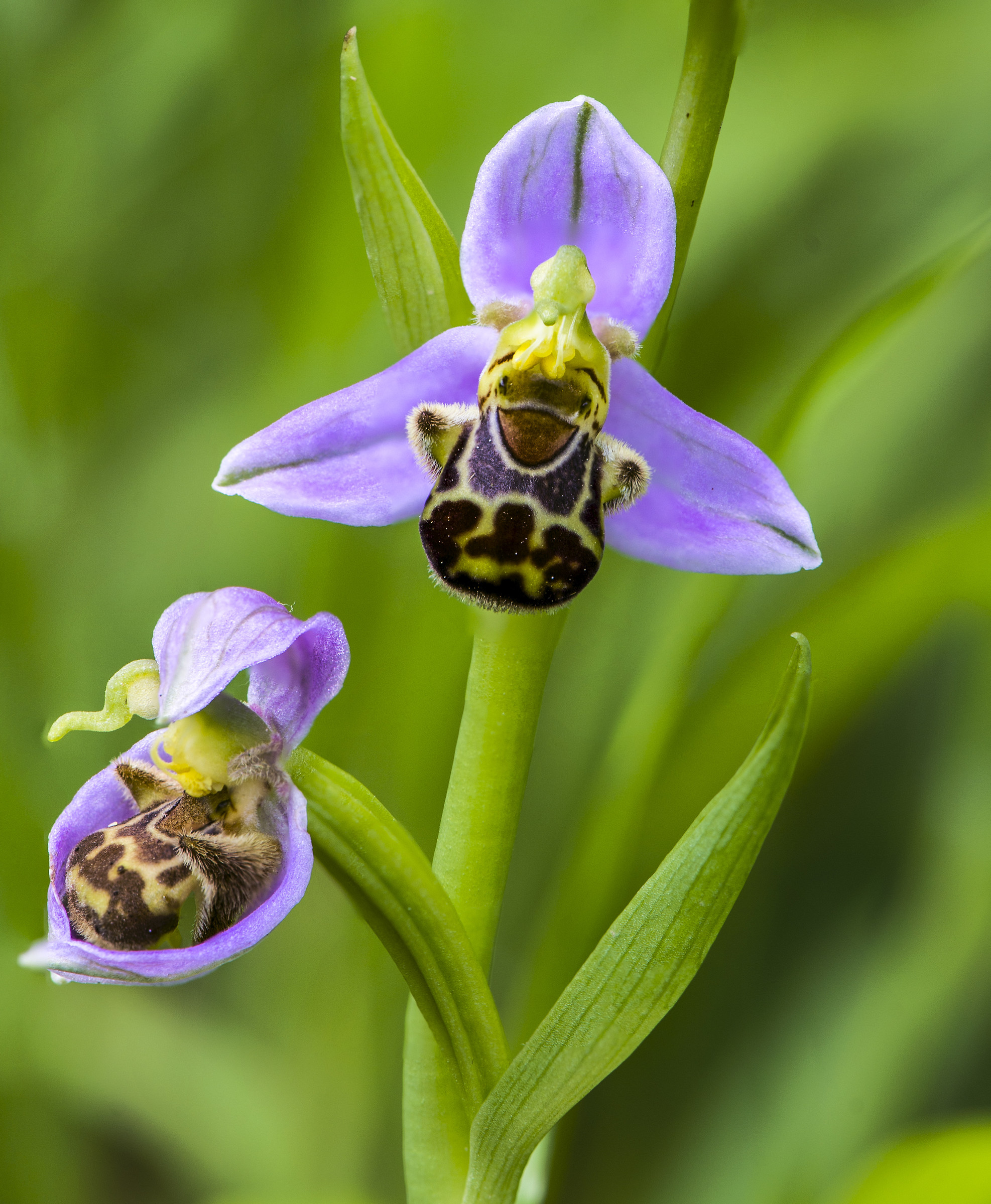 The vesicle (Ophrys apifera)
