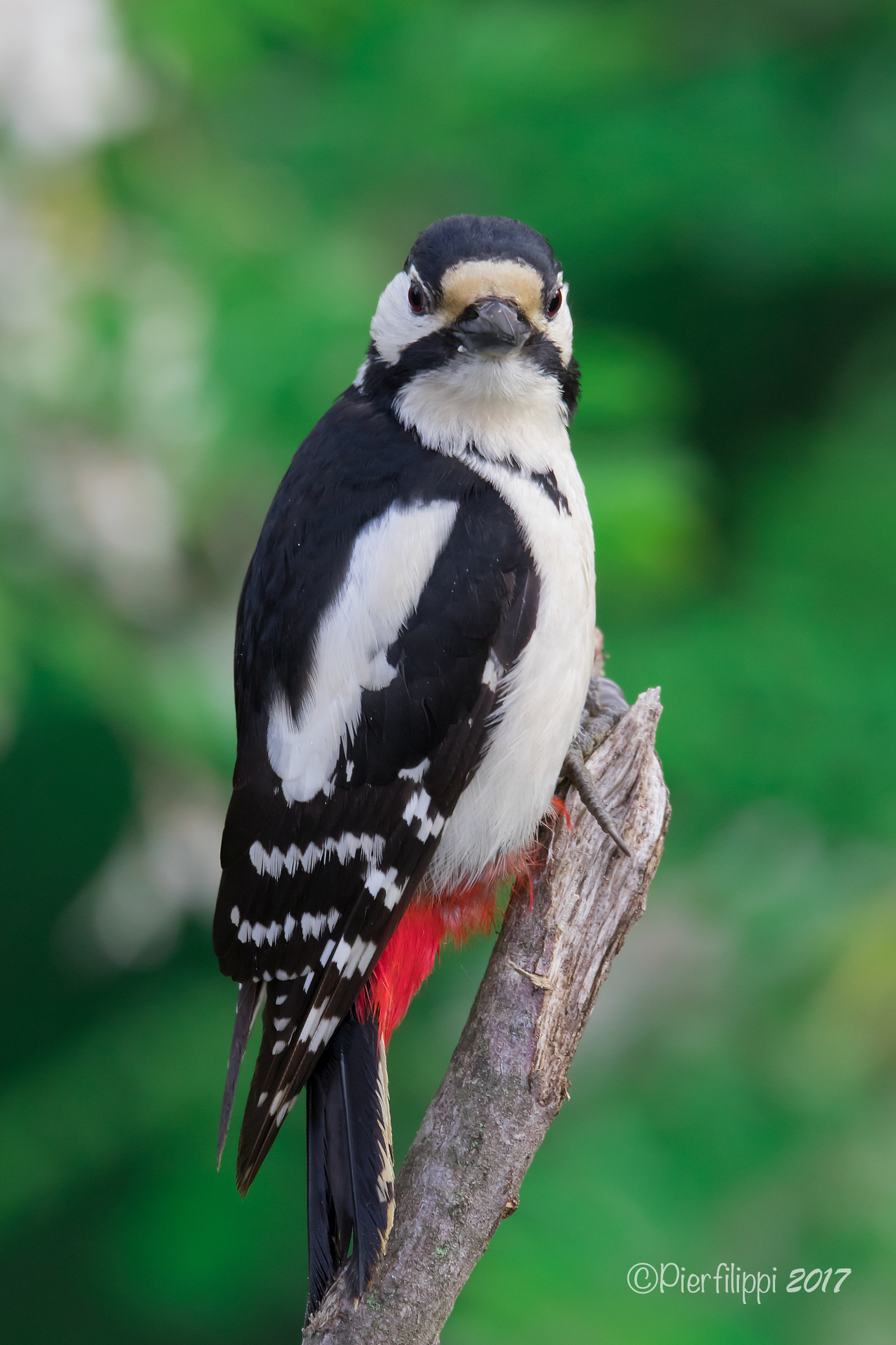 Picchio rosso maggiore (femmina)
