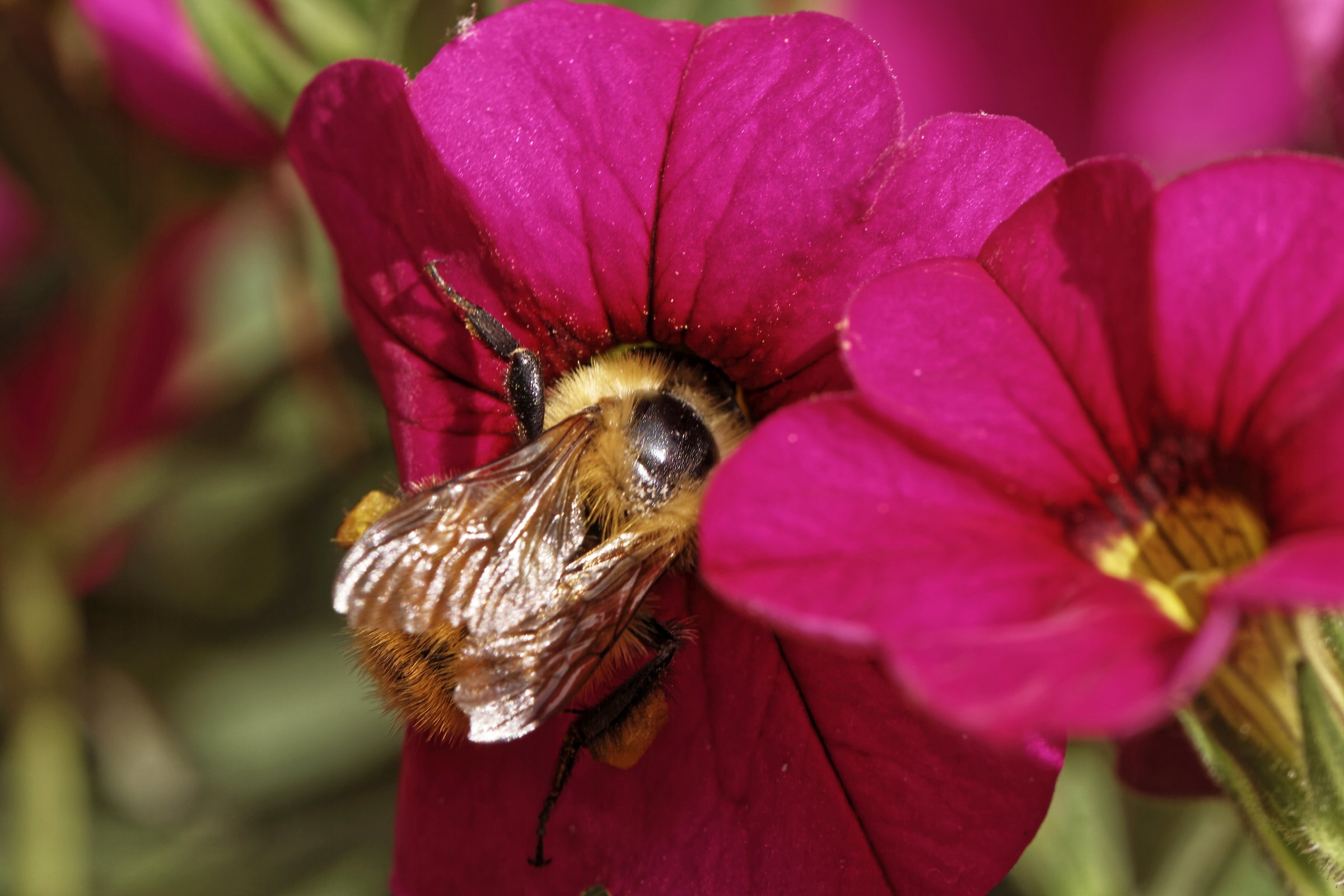 I do not see, I do not feel but I eat so much