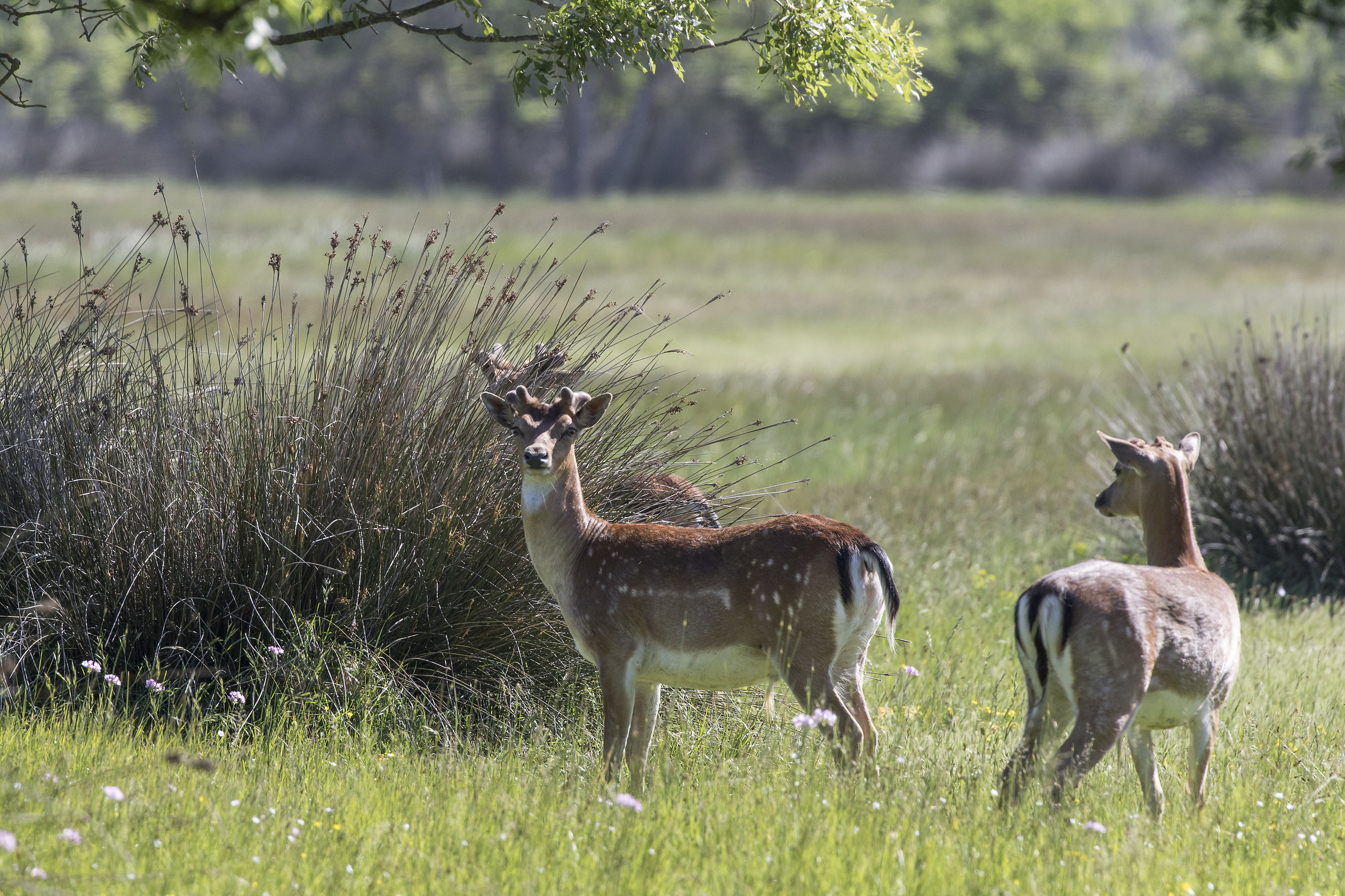 fallow deer