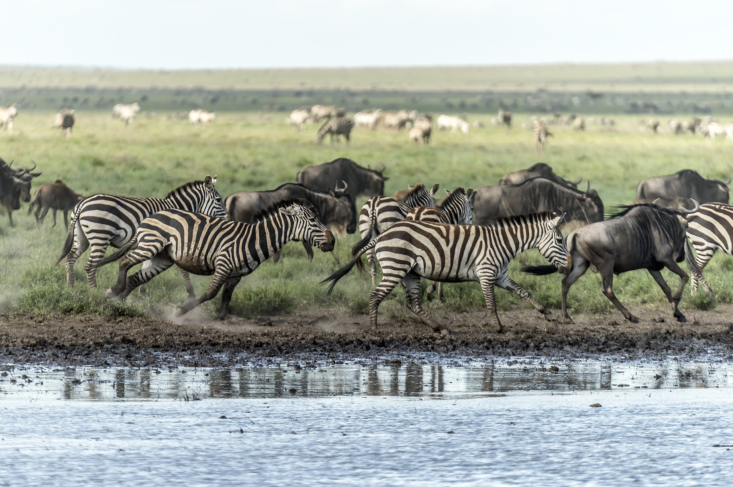 Tanzania 2017 - Zebras