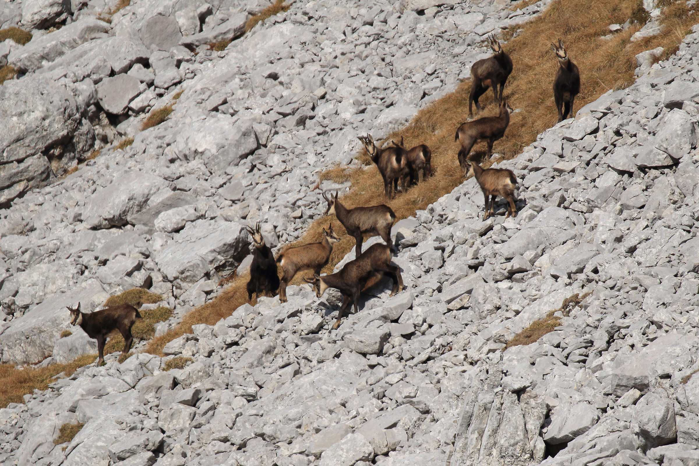 Chamois flock to Ferrante