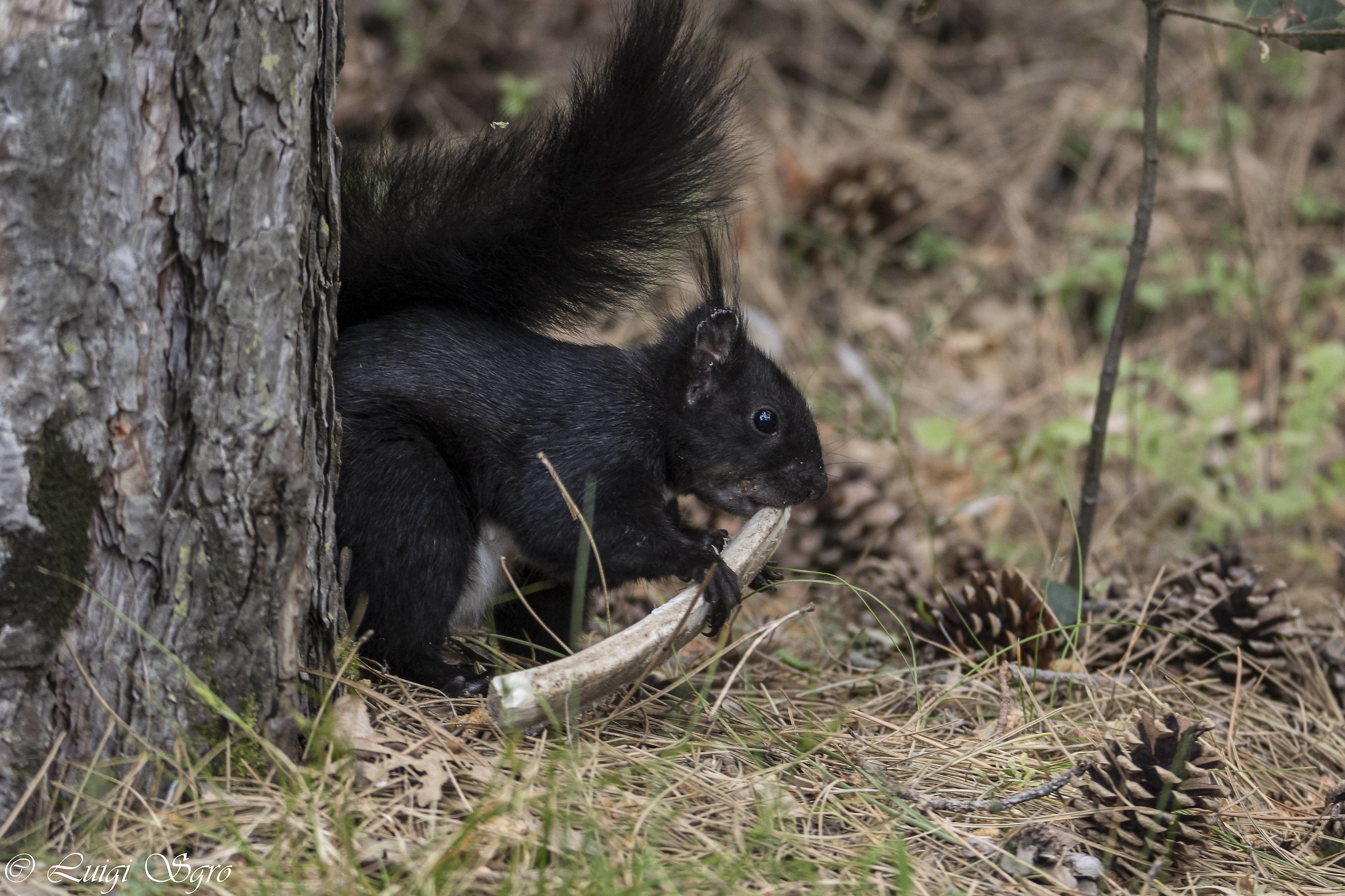 Sciurus Meridionalis 2