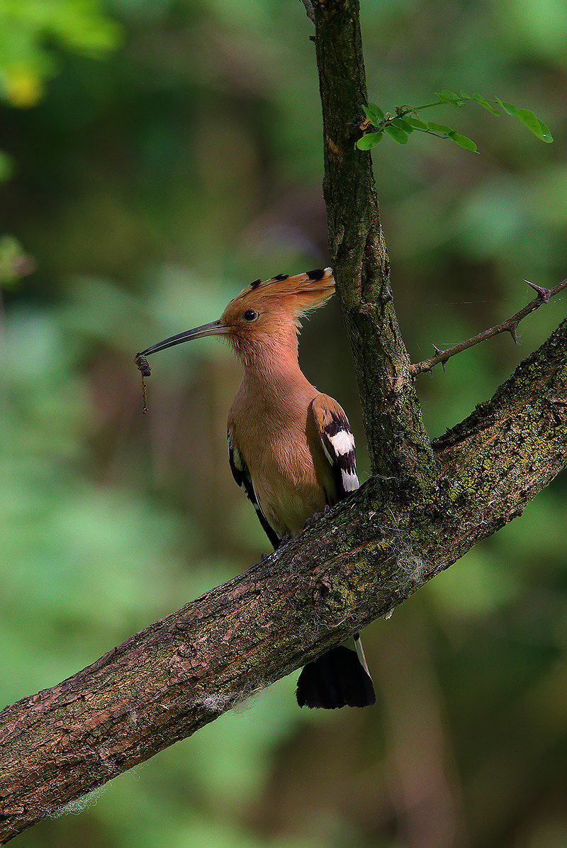 hoopoe