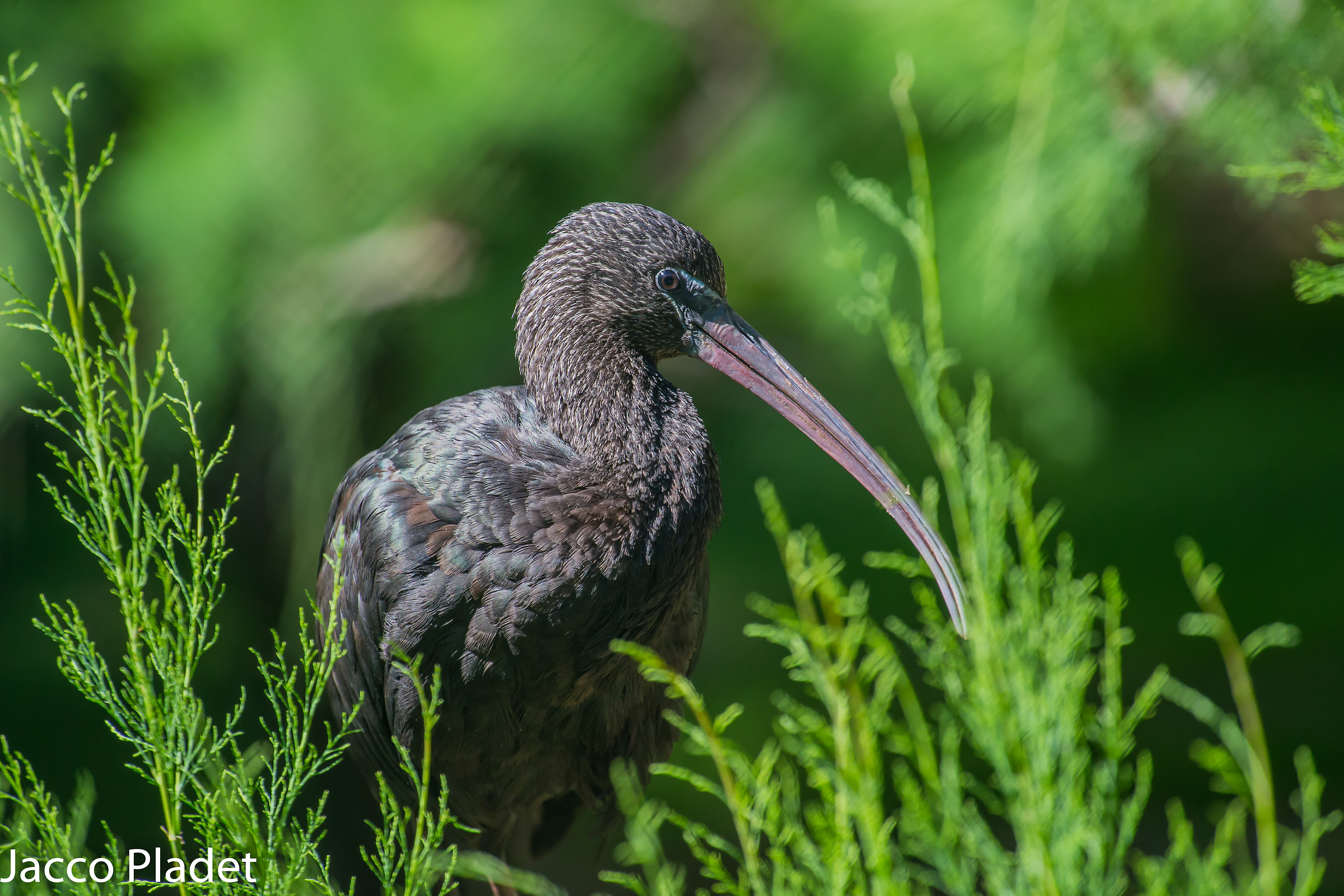 ibis in green