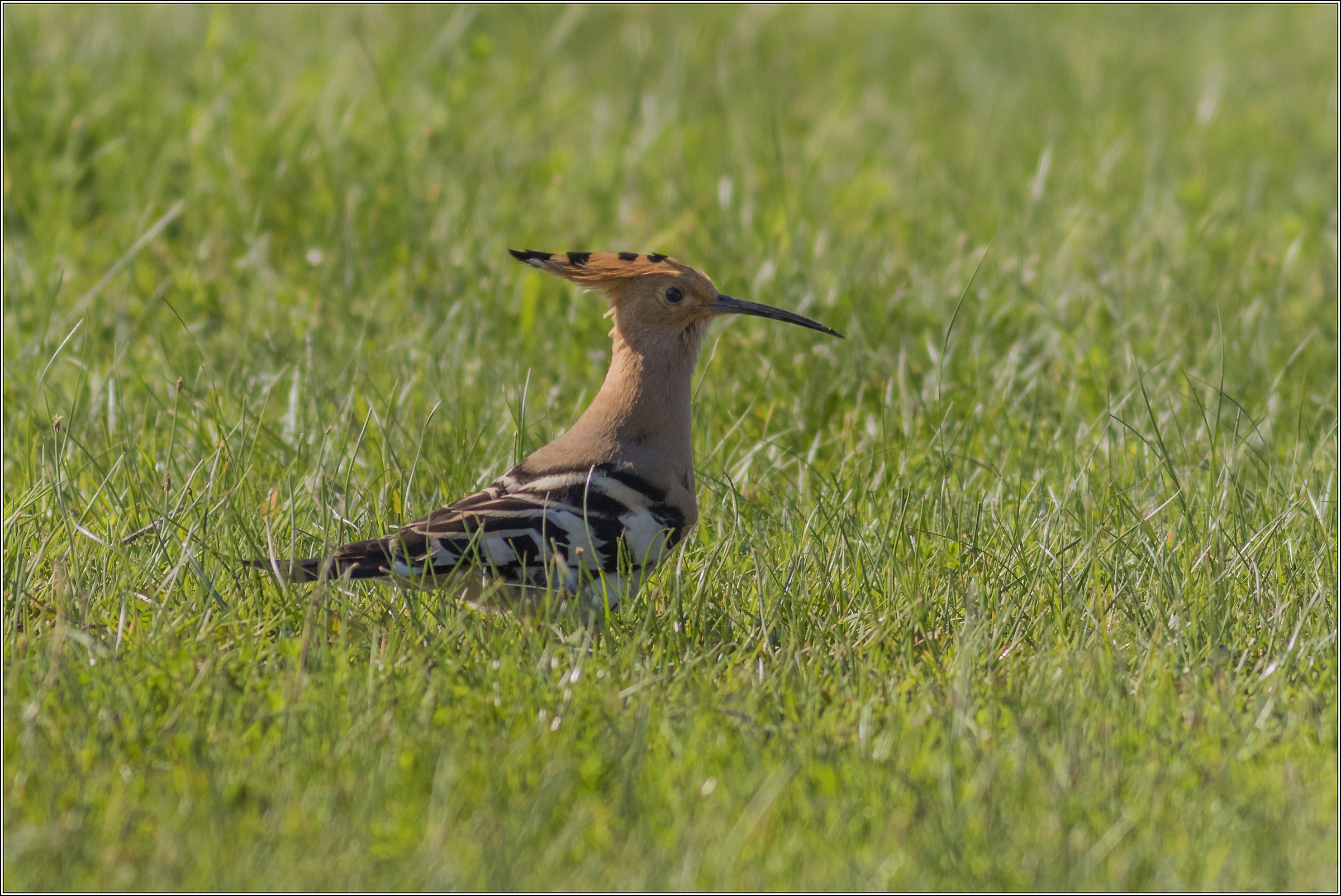 hoopoe