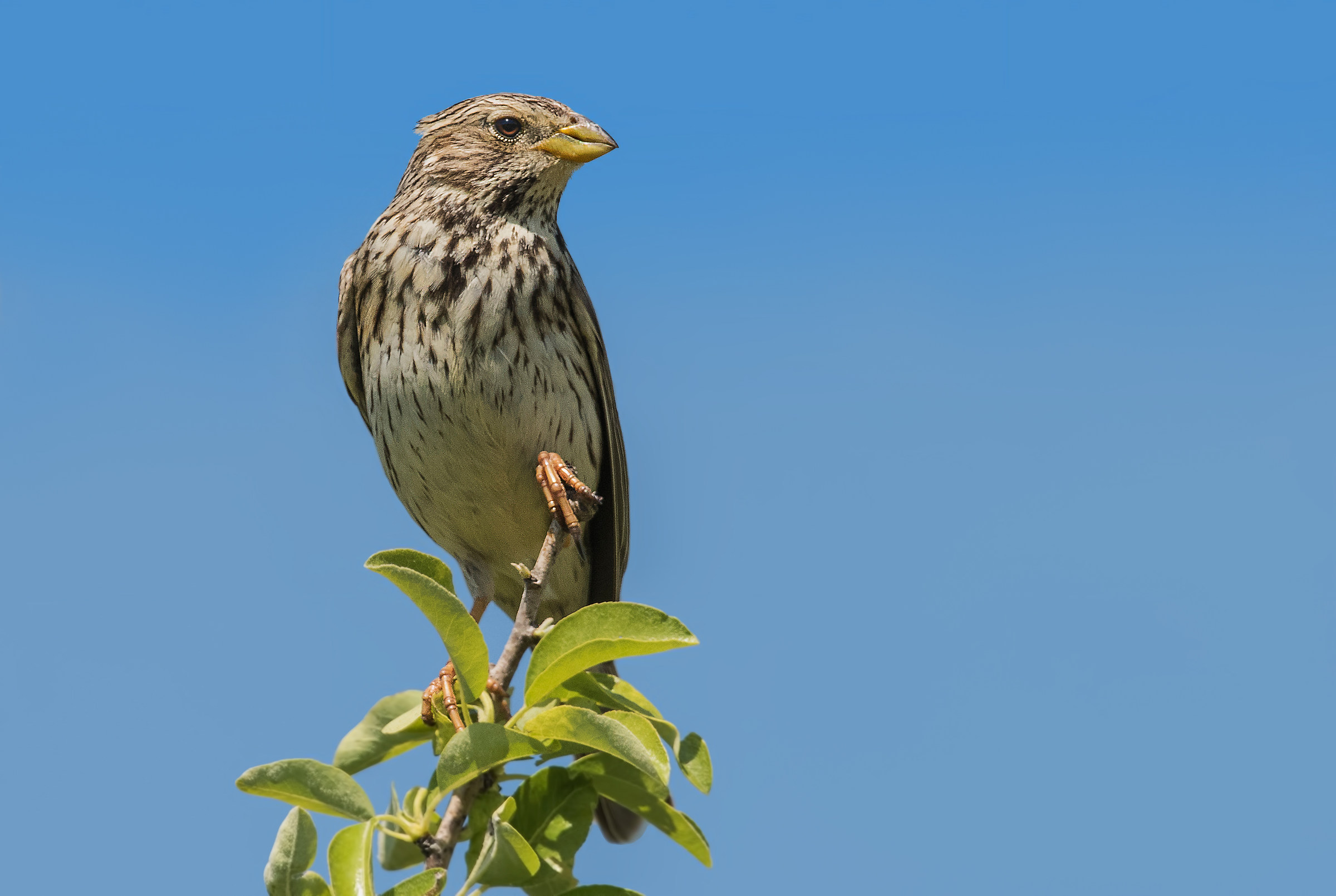 corn bunting