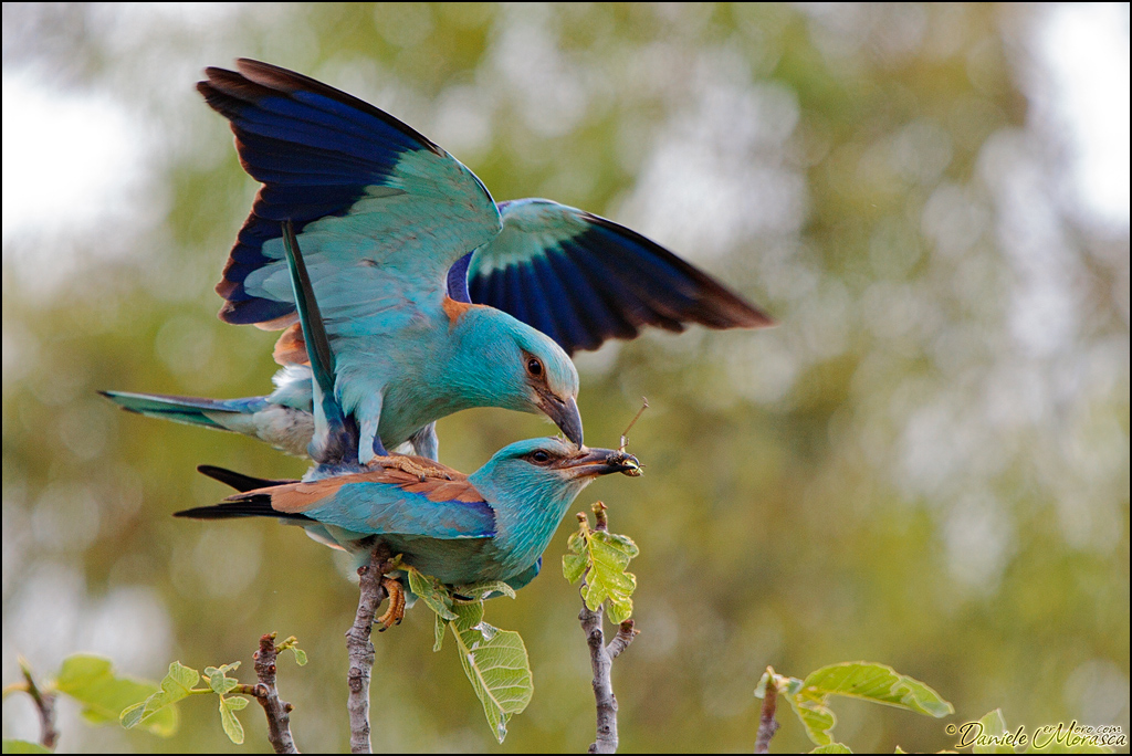 Ghiandaia Marina (Coracias garrulus)