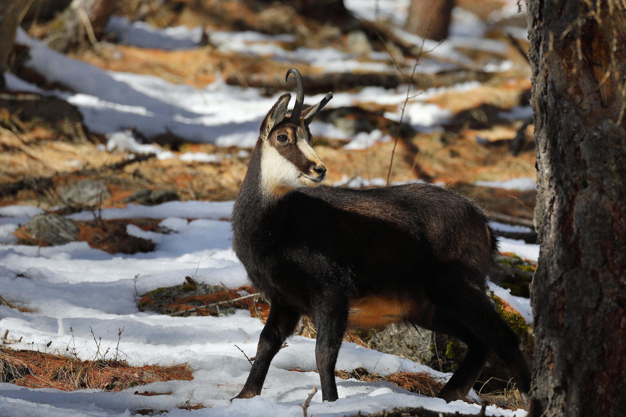 Chamois
